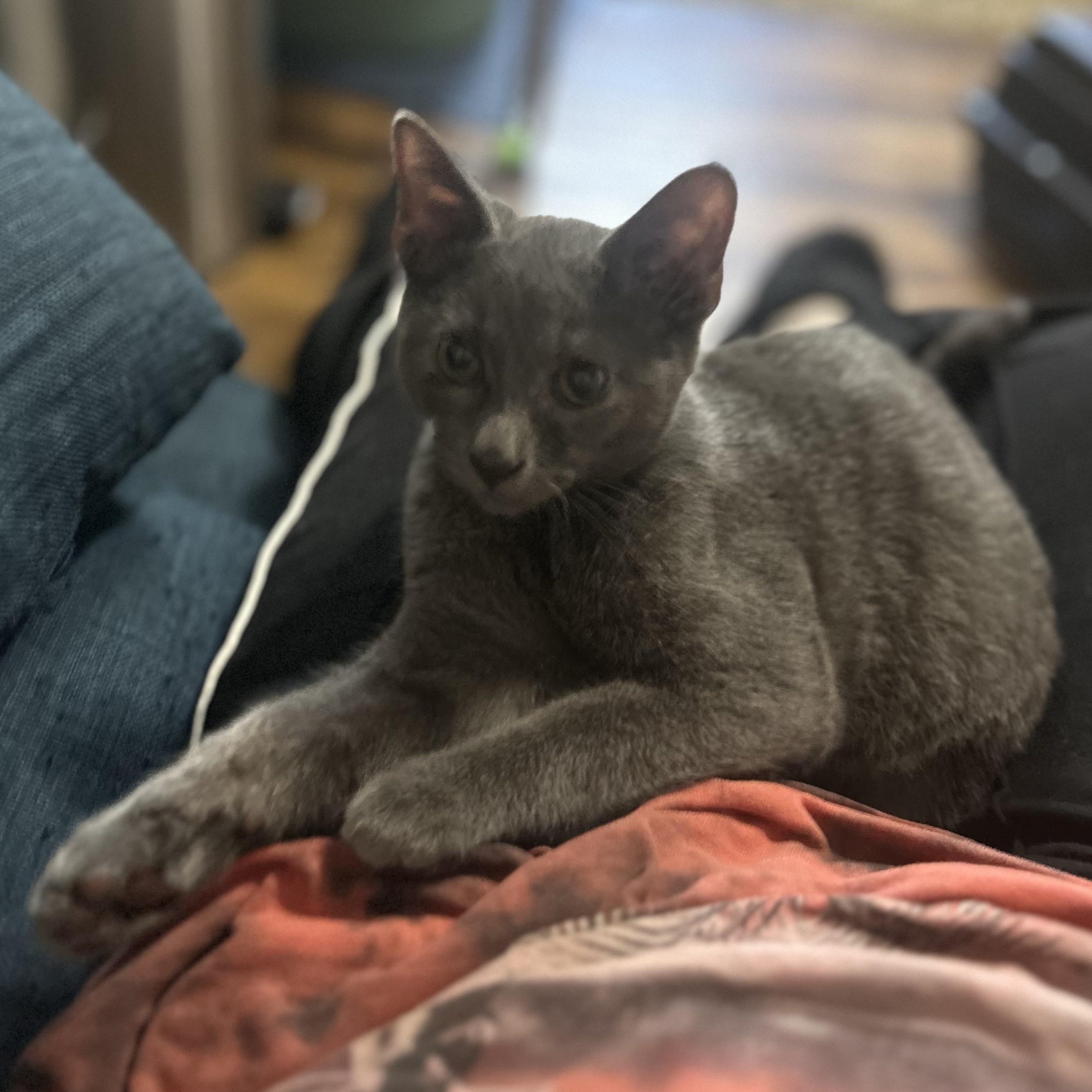 Enlarge Lafufu, an adoptable Domestic Short Hair in Richmond, VA image 4/5