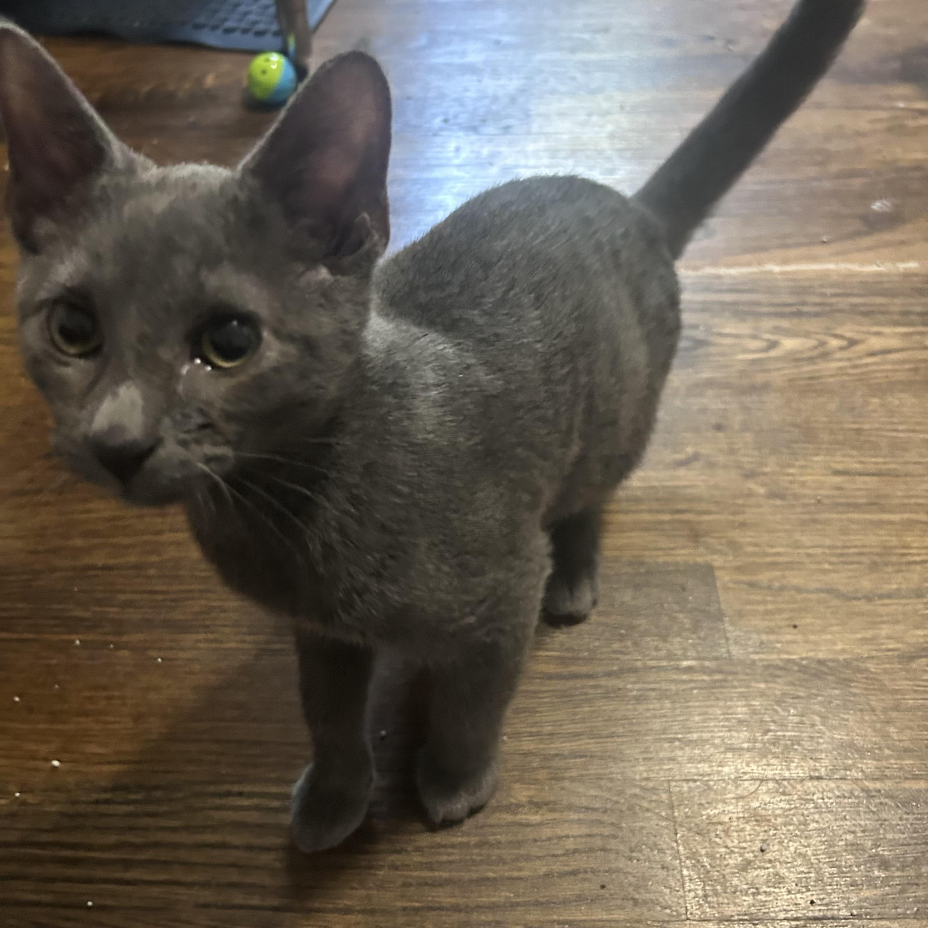 Enlarge Lafufu, an adoptable Domestic Short Hair in Richmond, VA image 5/5