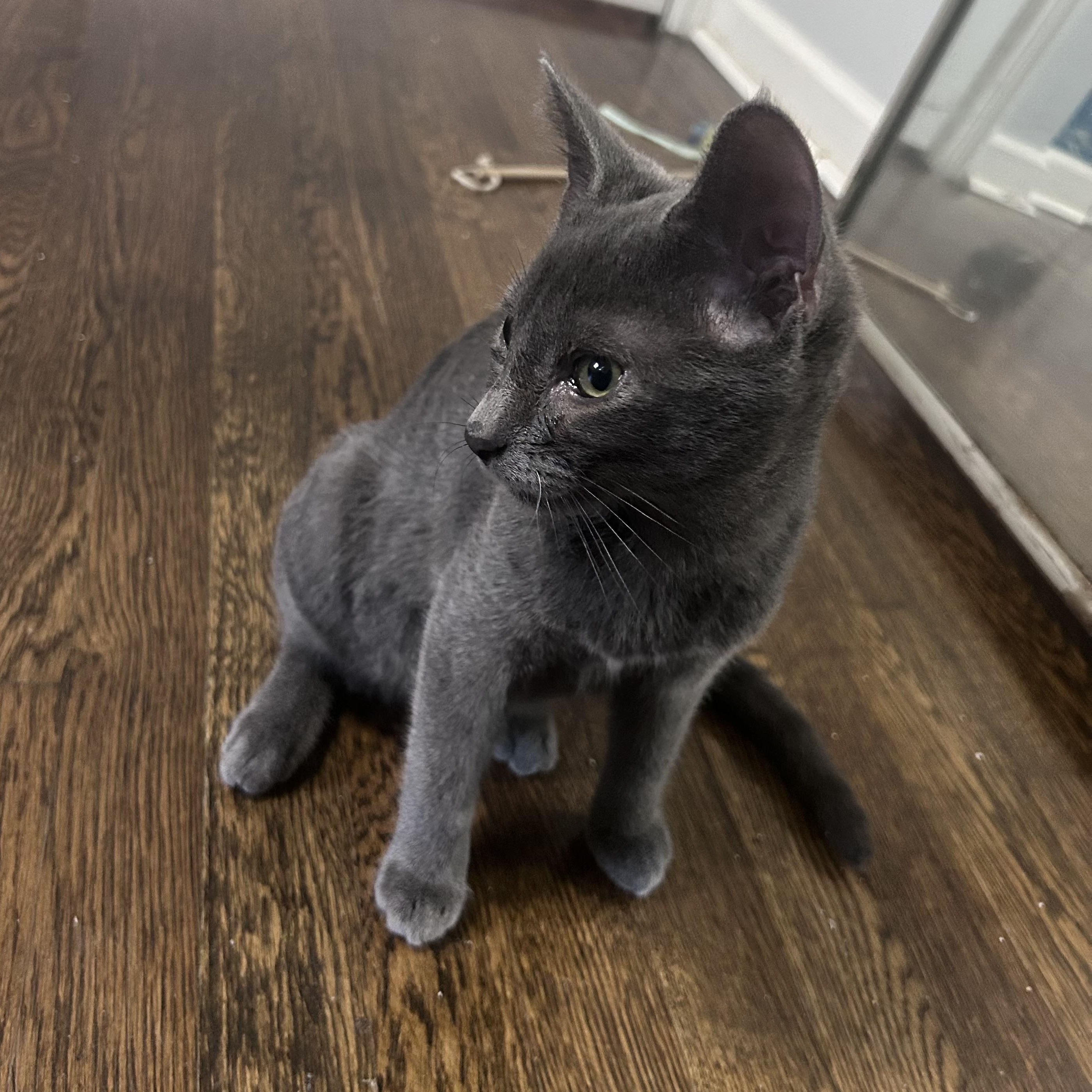 Enlarge Lafufu, an adoptable Domestic Short Hair in Richmond, VA image 3/5