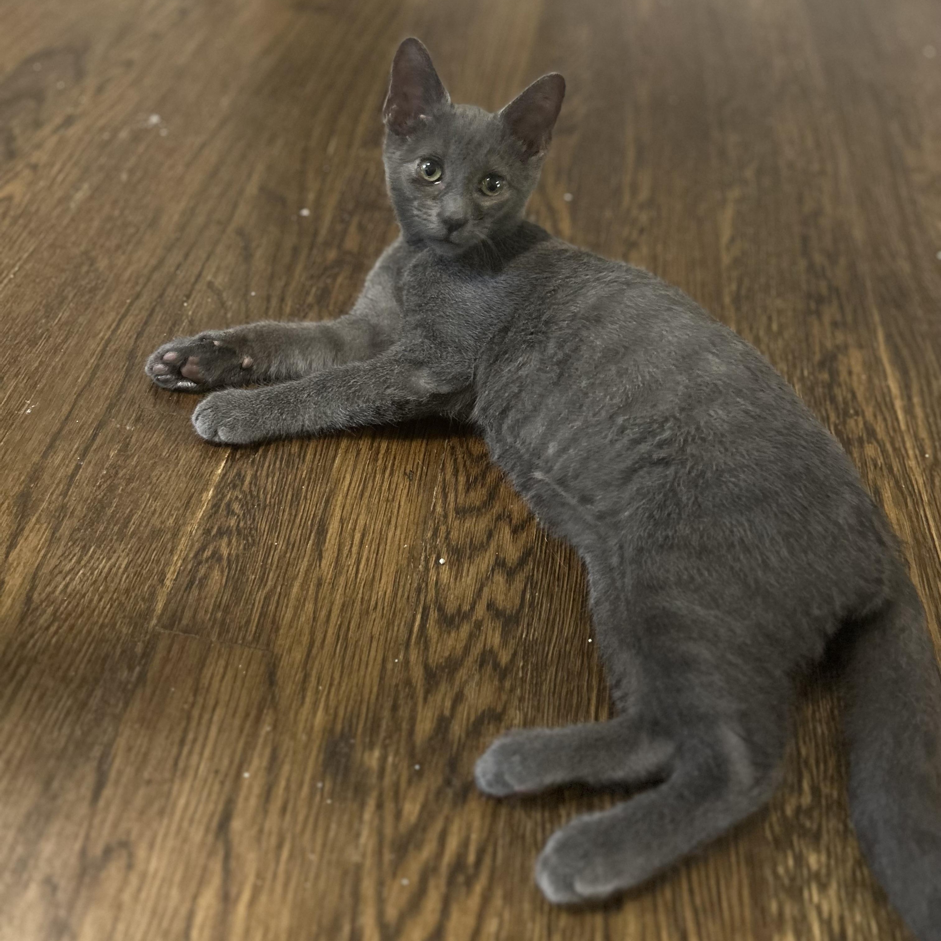 Enlarge Lafufu, an adoptable Domestic Short Hair in Richmond, VA image 1/5
