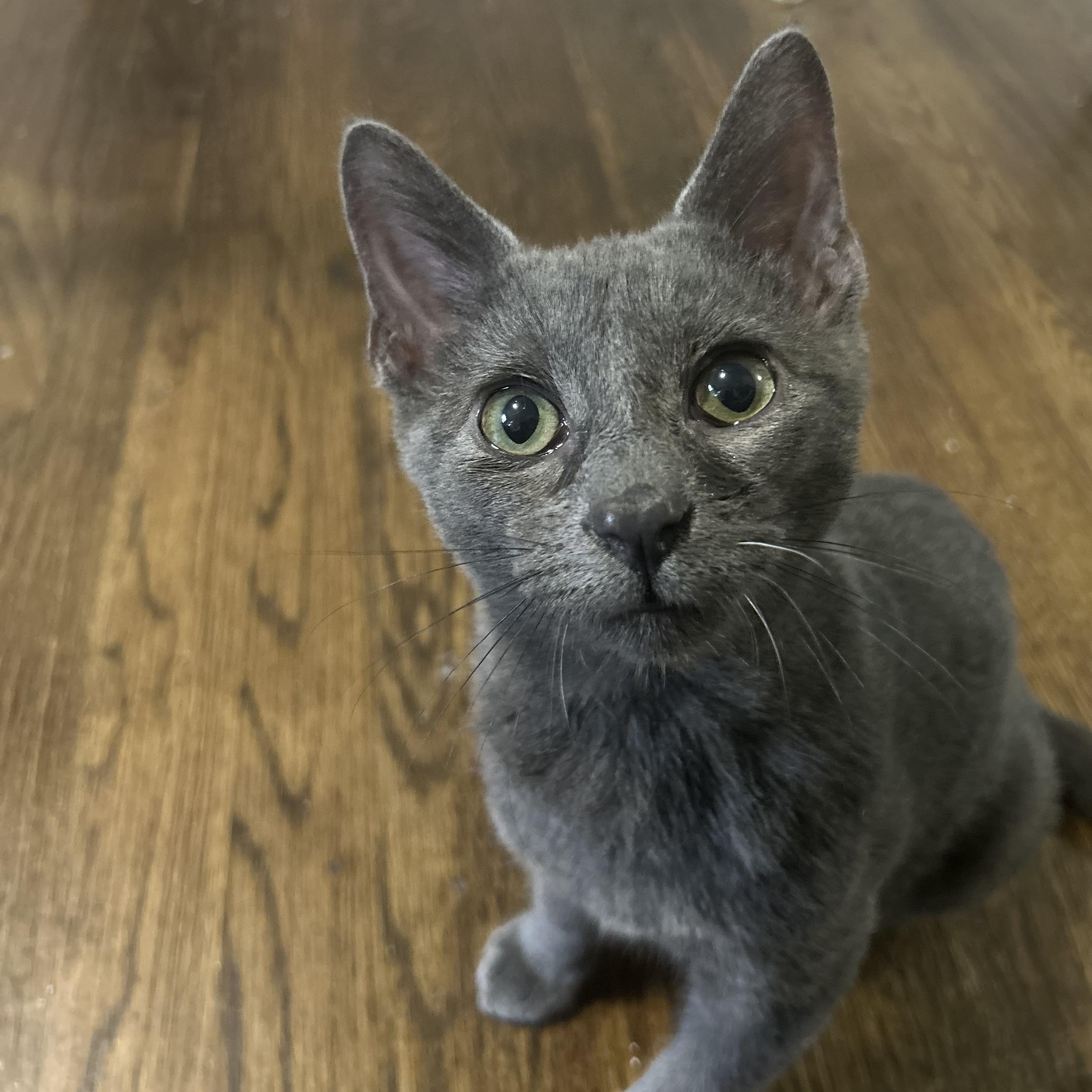 Enlarge Lafufu, an adoptable Domestic Short Hair in Richmond, VA image 2/5