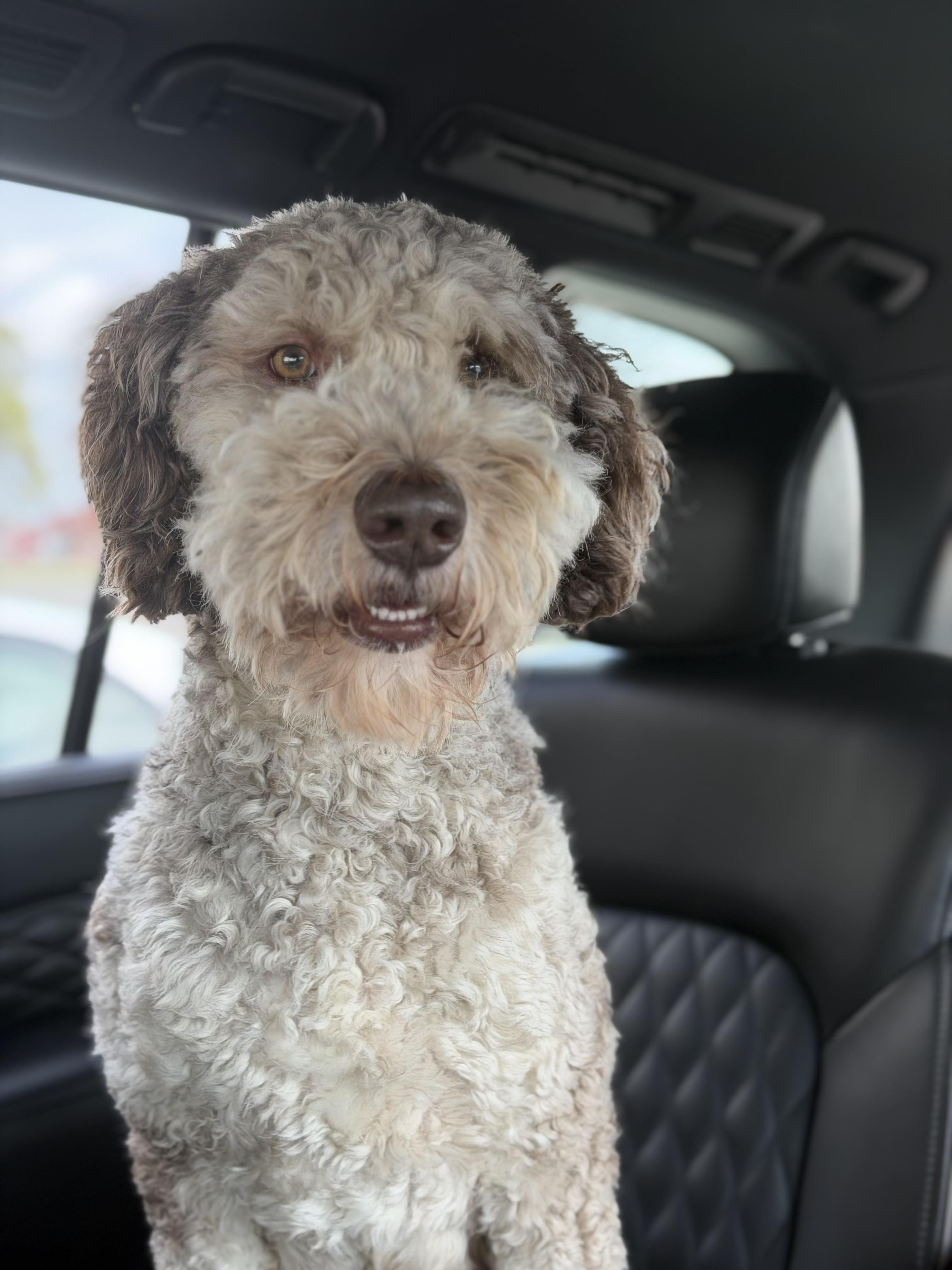 Enlarge Boone , an adopted Aussiedoodle in Paris, TX image 2/4
