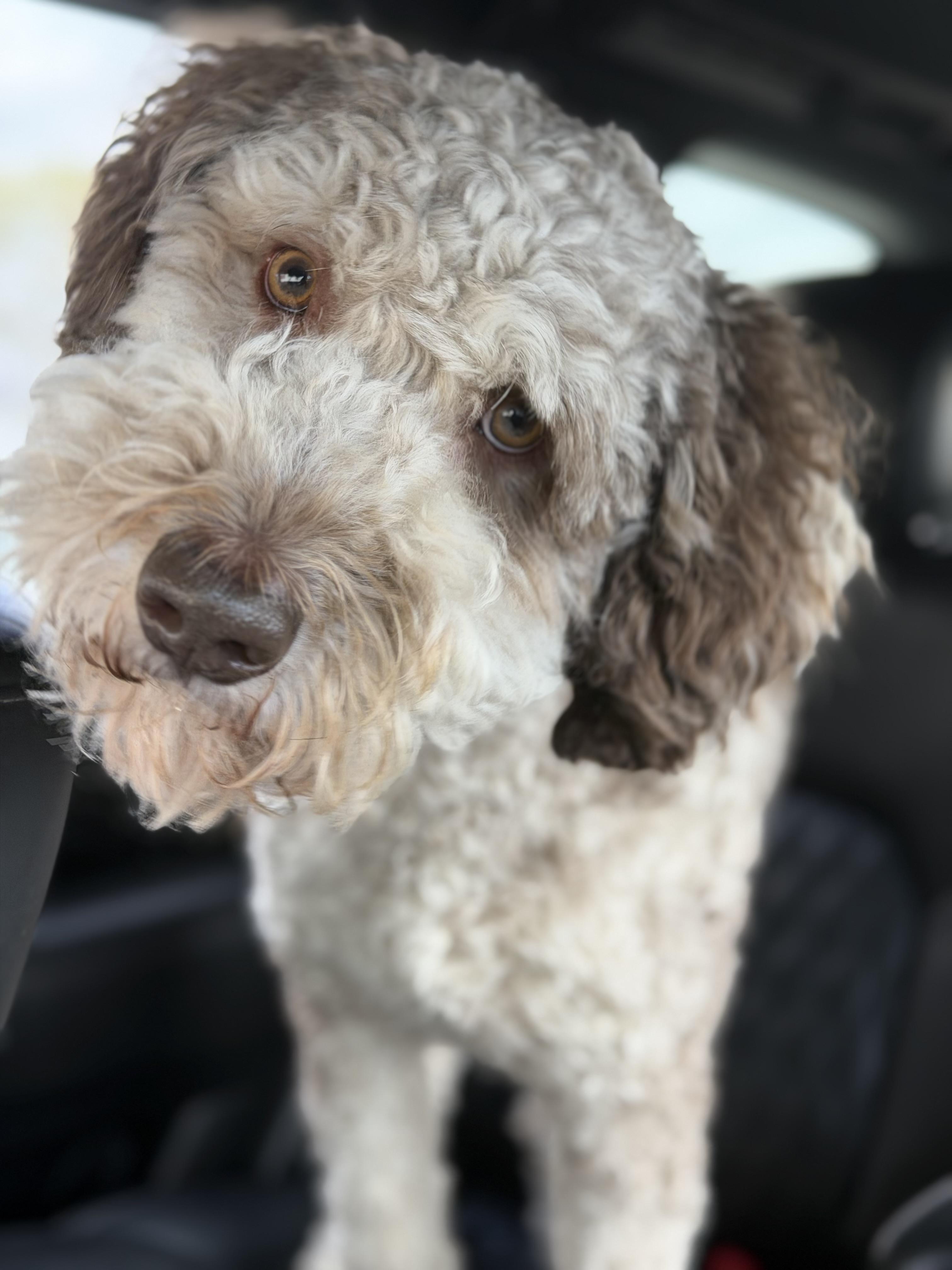 Boone , adopted, Adult Male Aussiedoodle.
