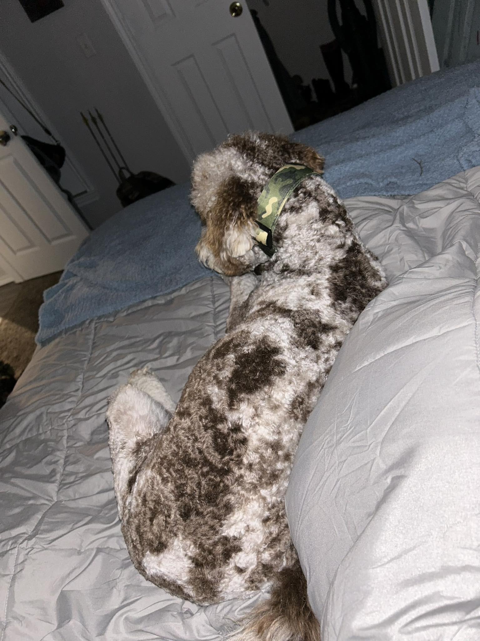 Enlarge Boone , an adopted Aussiedoodle in Paris, TX image 4/4