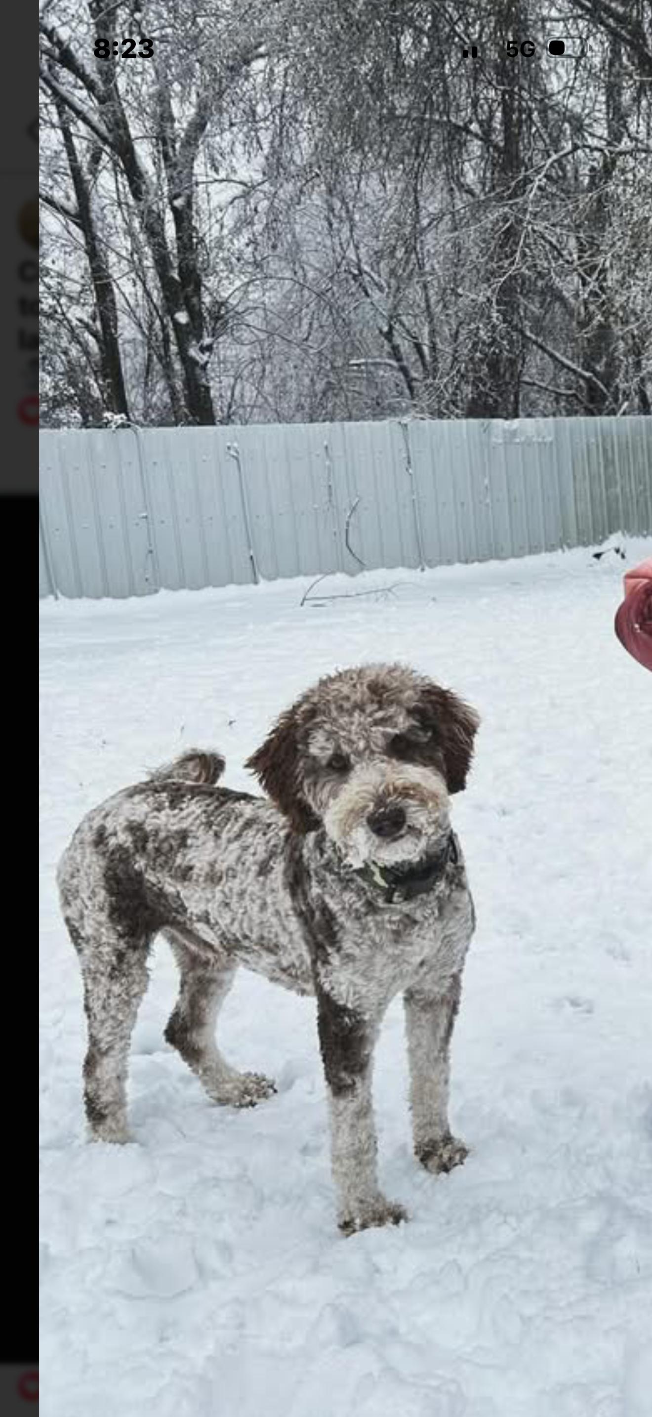 Enlarge Boone , an adopted Aussiedoodle in Paris, TX image 3/4