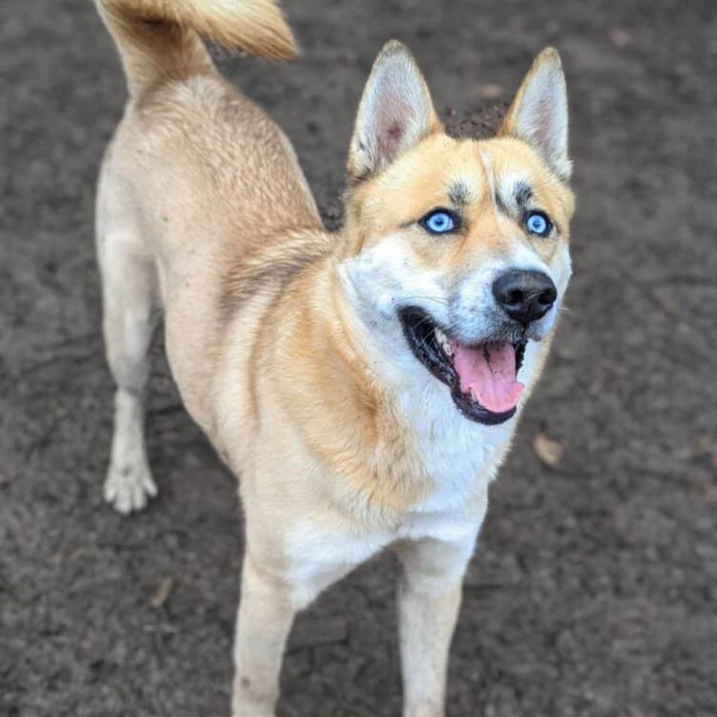 Henry, Adoptable, Senior Male Siberian Husky.