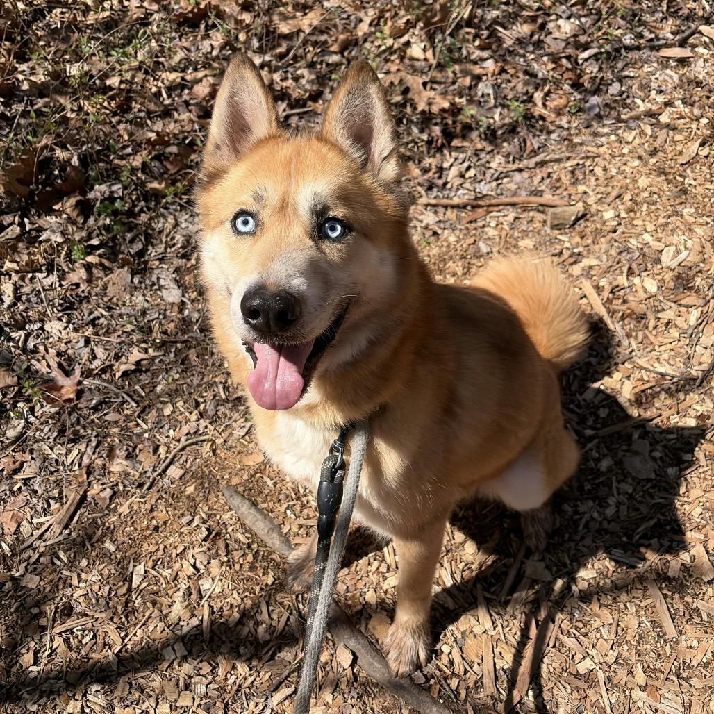 Enlarge Henry, a Adoptable Siberian Husky in Aldie, VA image 2/5