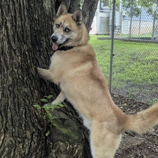 Enlarge Henry, a Adoptable Siberian Husky in Aldie, VA image 3/5