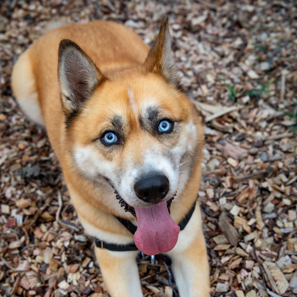 Enlarge Henry, a Adoptable Siberian Husky in Aldie, VA image 4/5