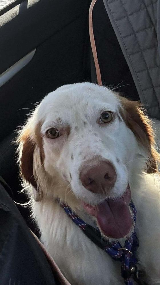 Lawrence, a Adoptable English Setter in Hilliard, OH image 1/6