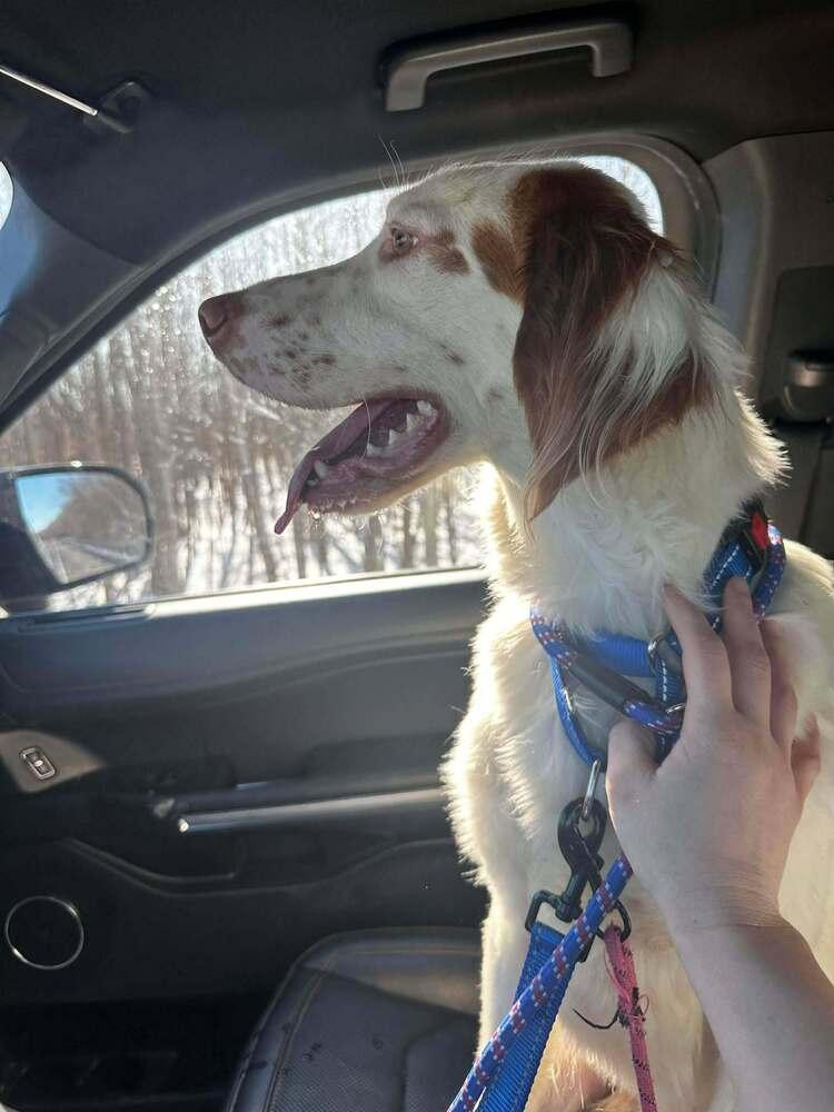 Lawrence, a Adoptable English Setter in Hilliard, OH image 2/6
