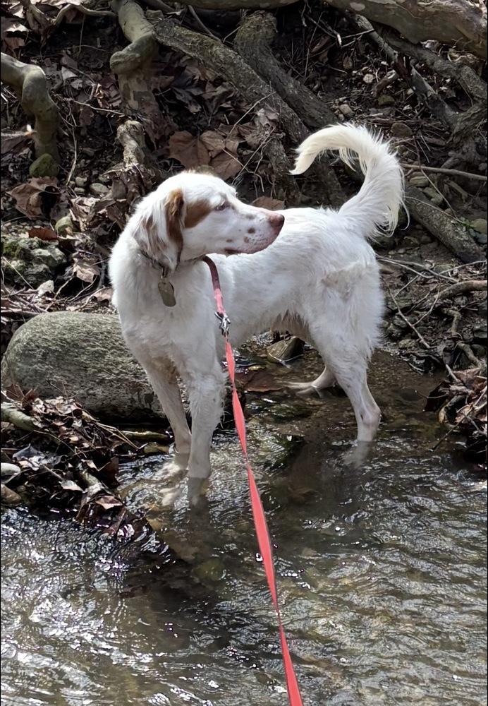 Lawrence, a Adoptable English Setter in Hilliard, OH image 3/6