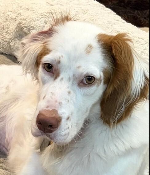 Lawrence, a Adoptable English Setter in Hilliard, OH image 4/6