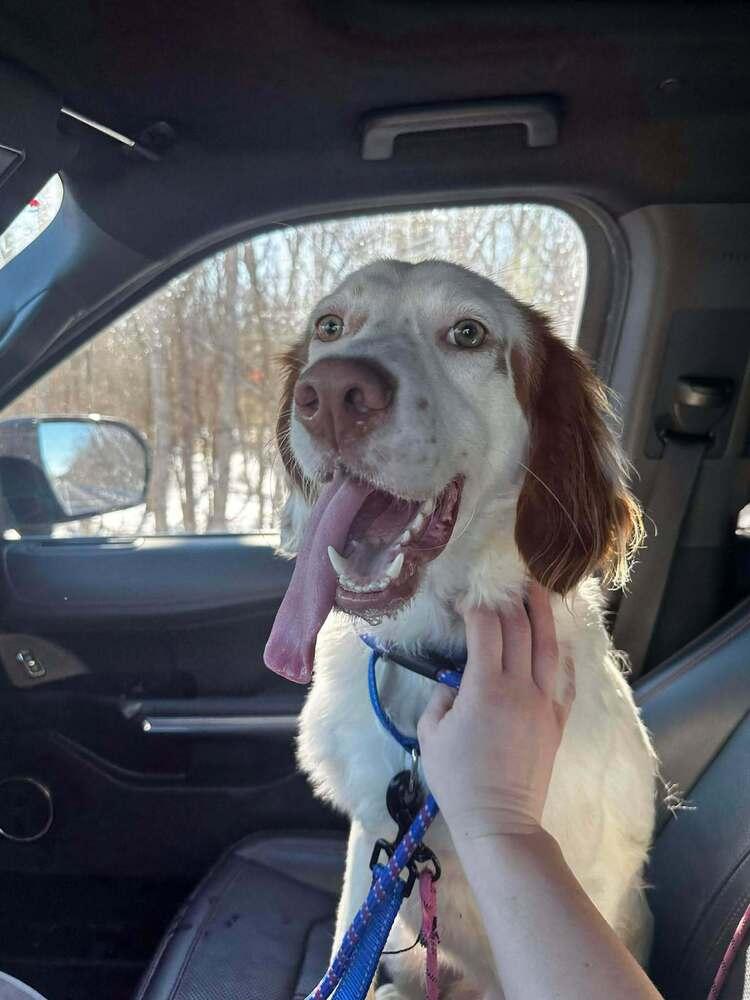 Lawrence, a Adoptable English Setter in Hilliard, OH image 5/6