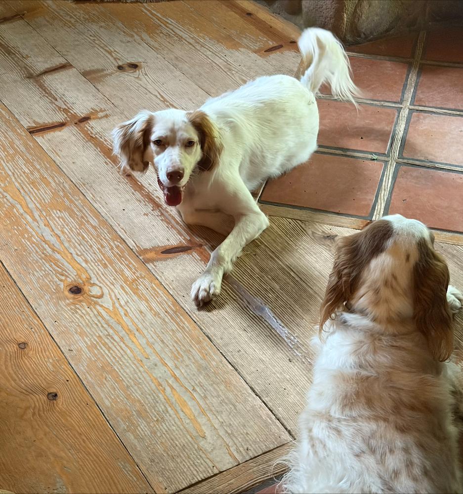 Lawrence, a Adoptable English Setter in Hilliard, OH image 6/6