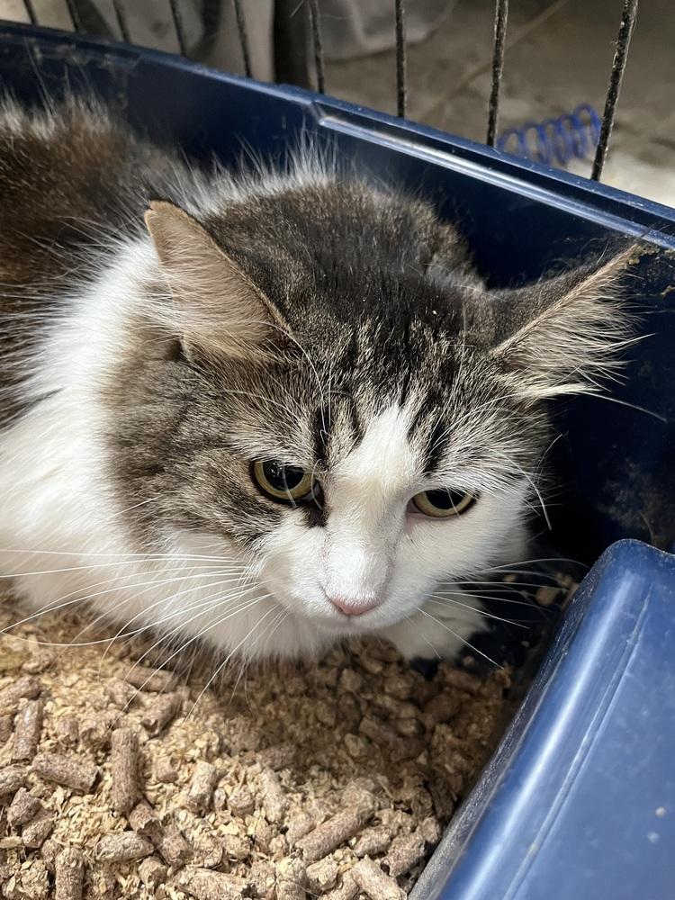 Enlarge Fluffy, a Adoptable Domestic Long Hair in Jersey City, NJ image 1/1