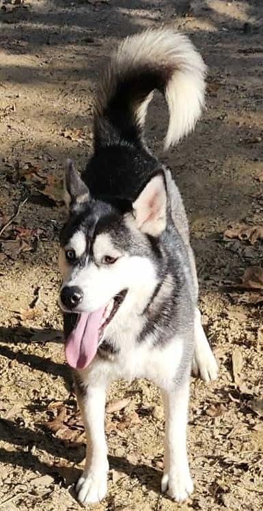 Enlarge Zeus, a Adoptable Siberian Husky in Lakeland, FL image 1/2