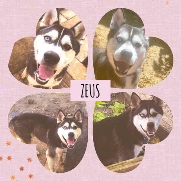 Enlarge Zeus, a Adoptable Siberian Husky in Lakeland, FL image 2/2