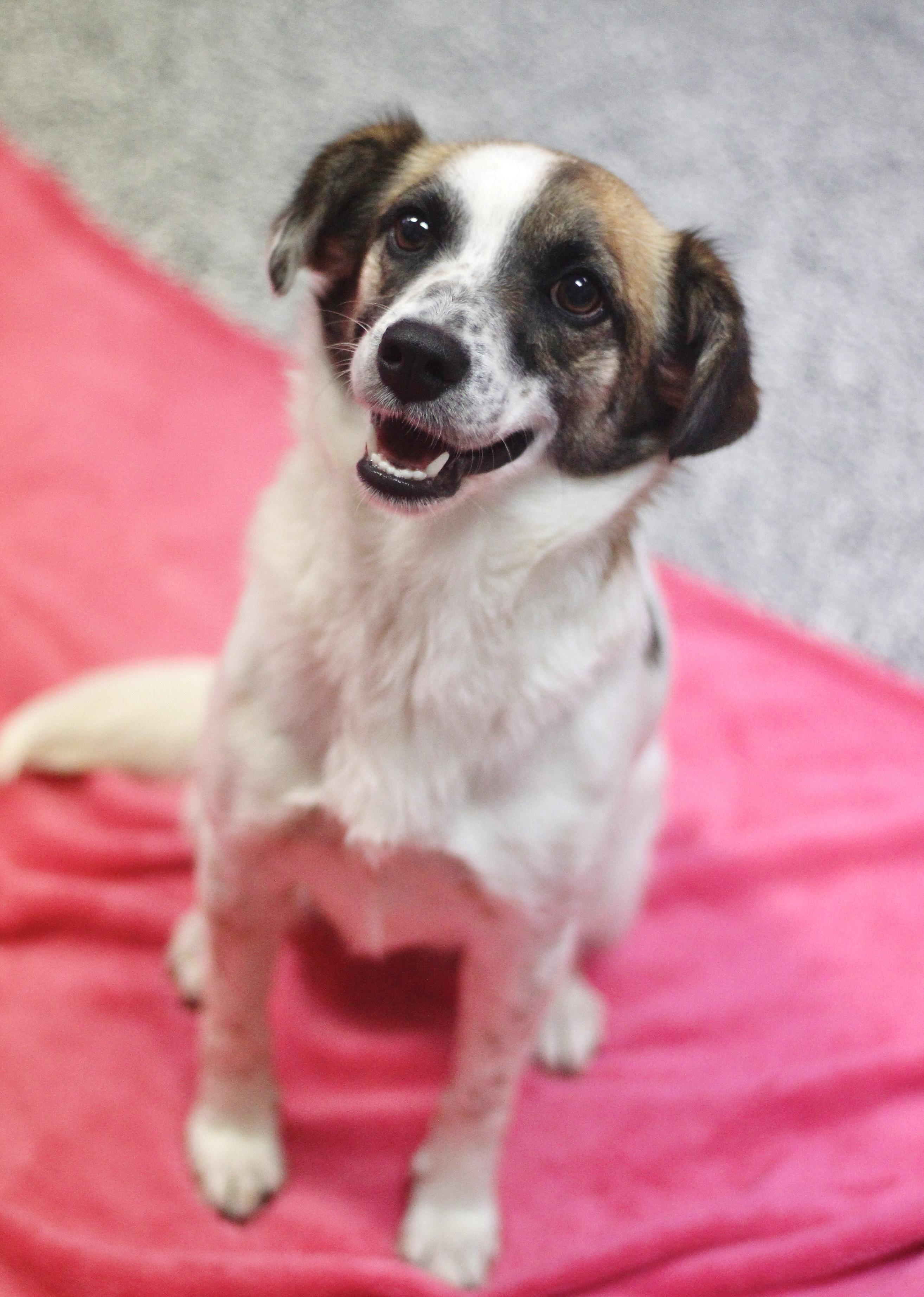 Azura in NH. Come Meet our Adoptable Dogs Wednesday-Saturday. More info in Bio, an adopted mixed breed in Manchester, NH image 1/2
