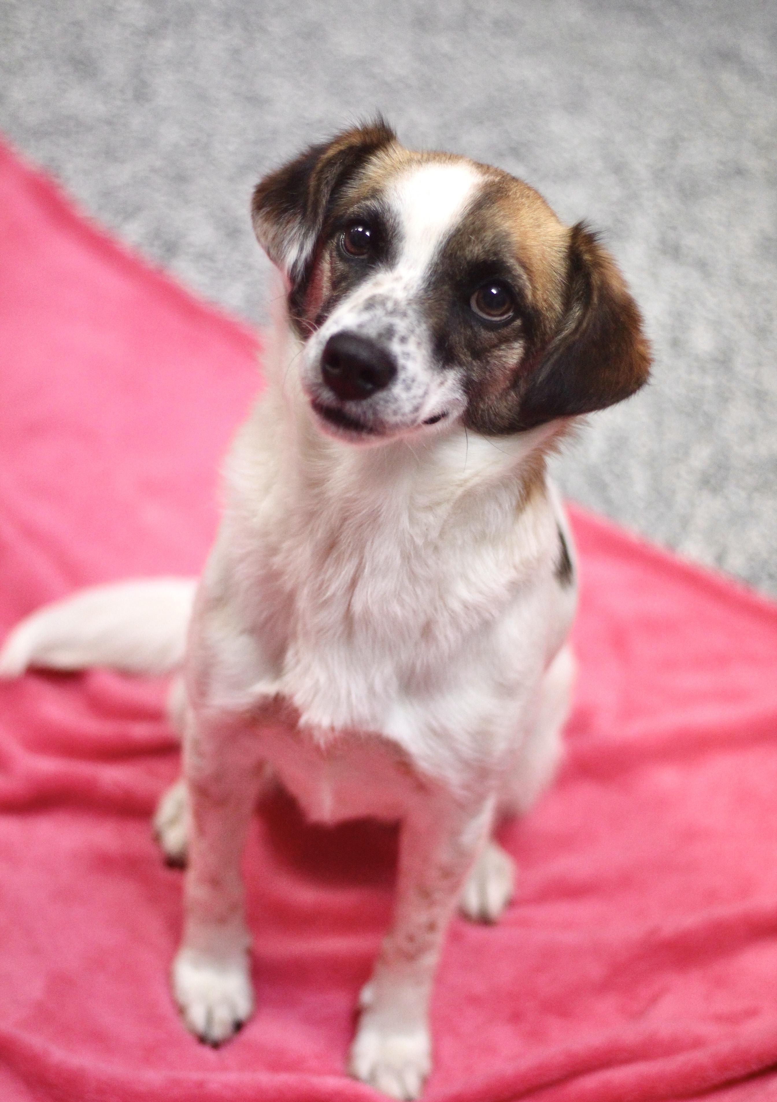 Azura in NH. Come Meet our Adoptable Dogs Wednesday-Saturday. More info in Bio, an adopted mixed breed in Manchester, NH image 2/2