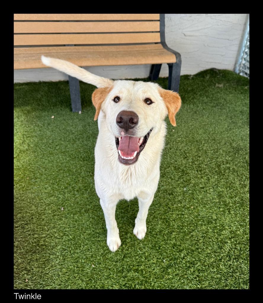 Enlarge Twinkle, a Adopted mixed breed in Chino Valley, AZ image 1/1
