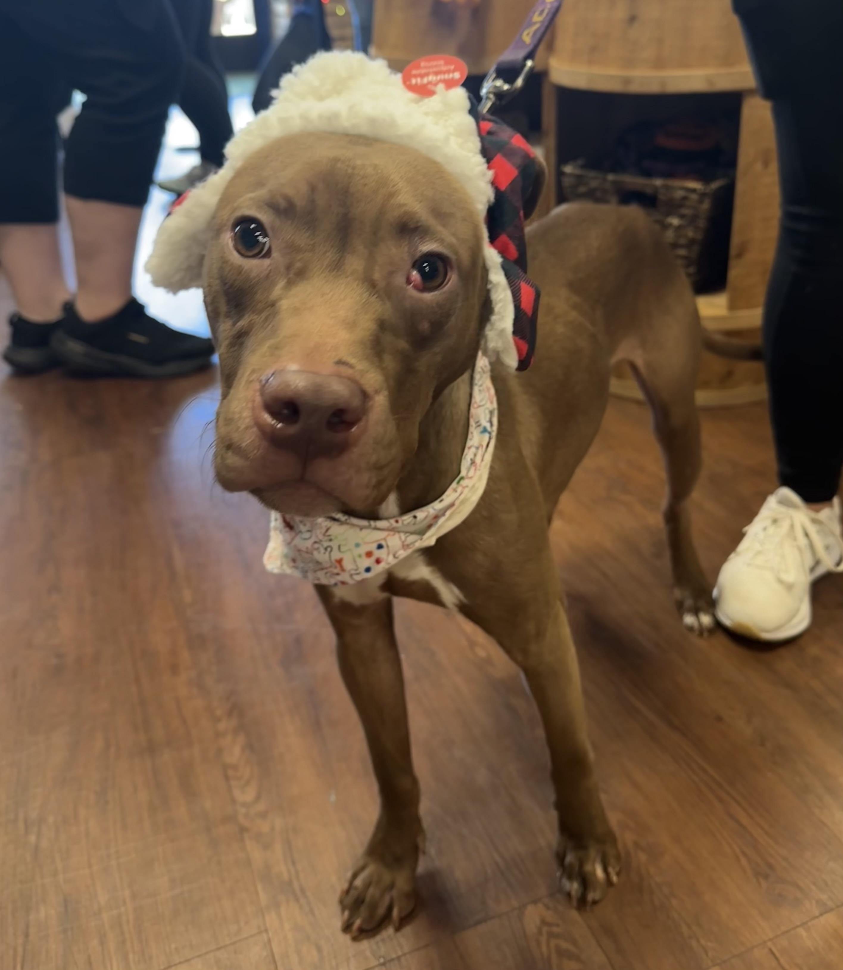 Bronx, a Adoptable Pit Bull Terrier in Covington, TN image 2/5