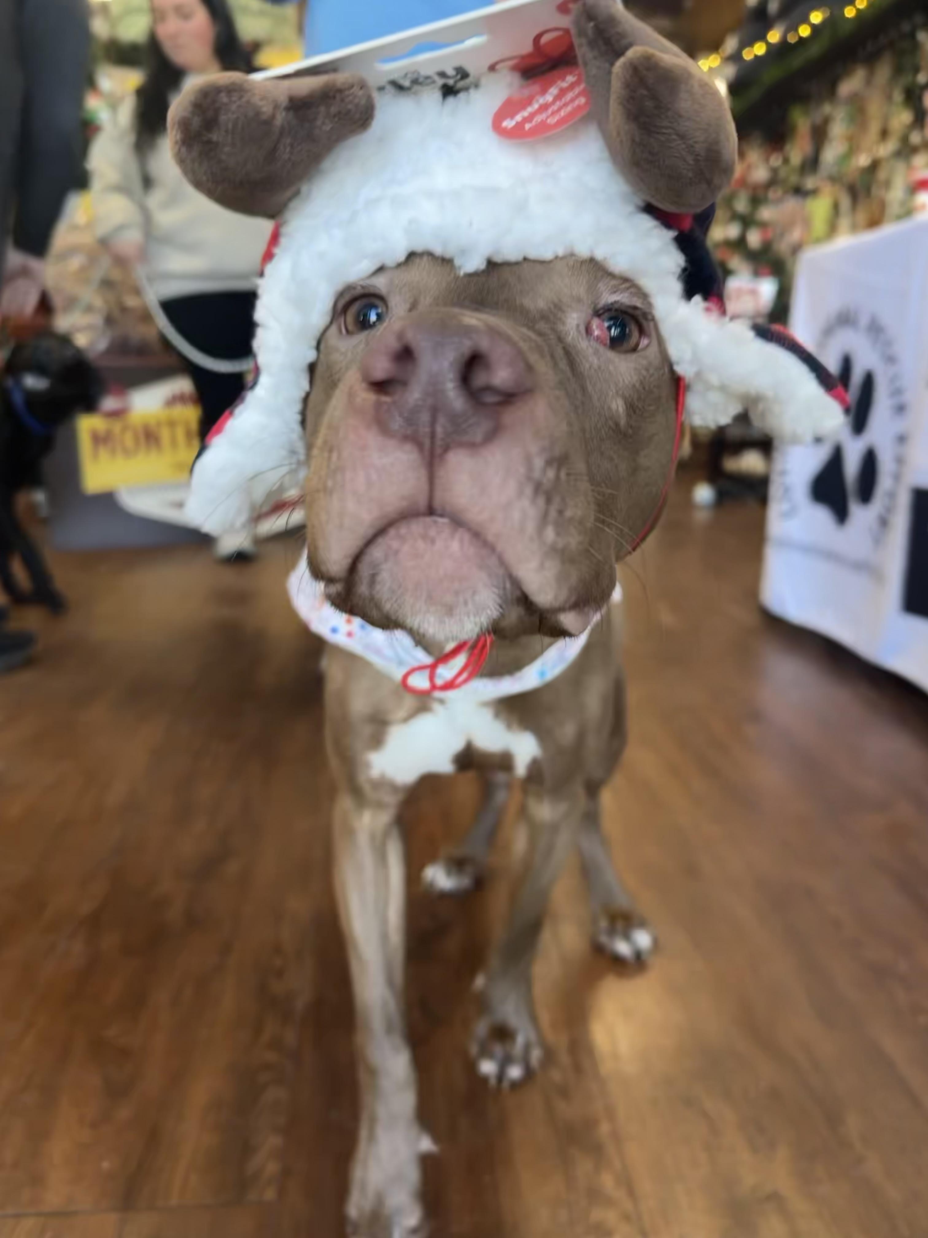 Bronx, a Adoptable Pit Bull Terrier in Covington, TN image 3/5