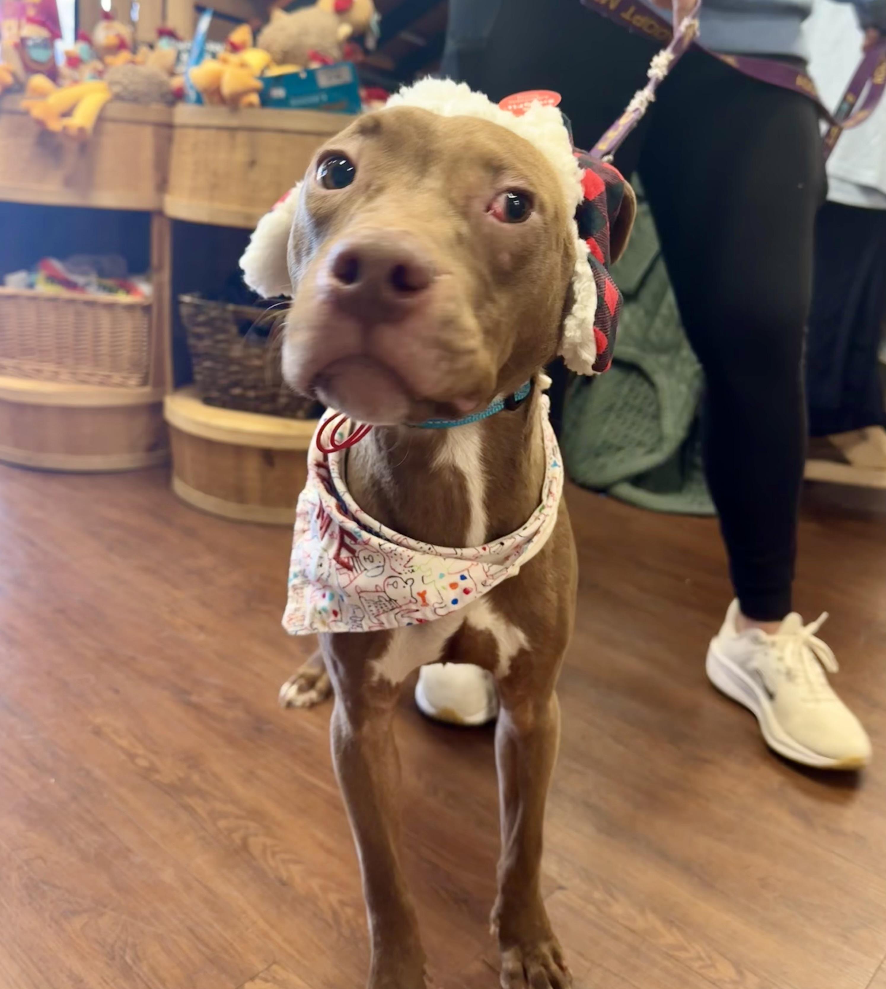Bronx, a Adoptable Pit Bull Terrier in Covington, TN image 4/5