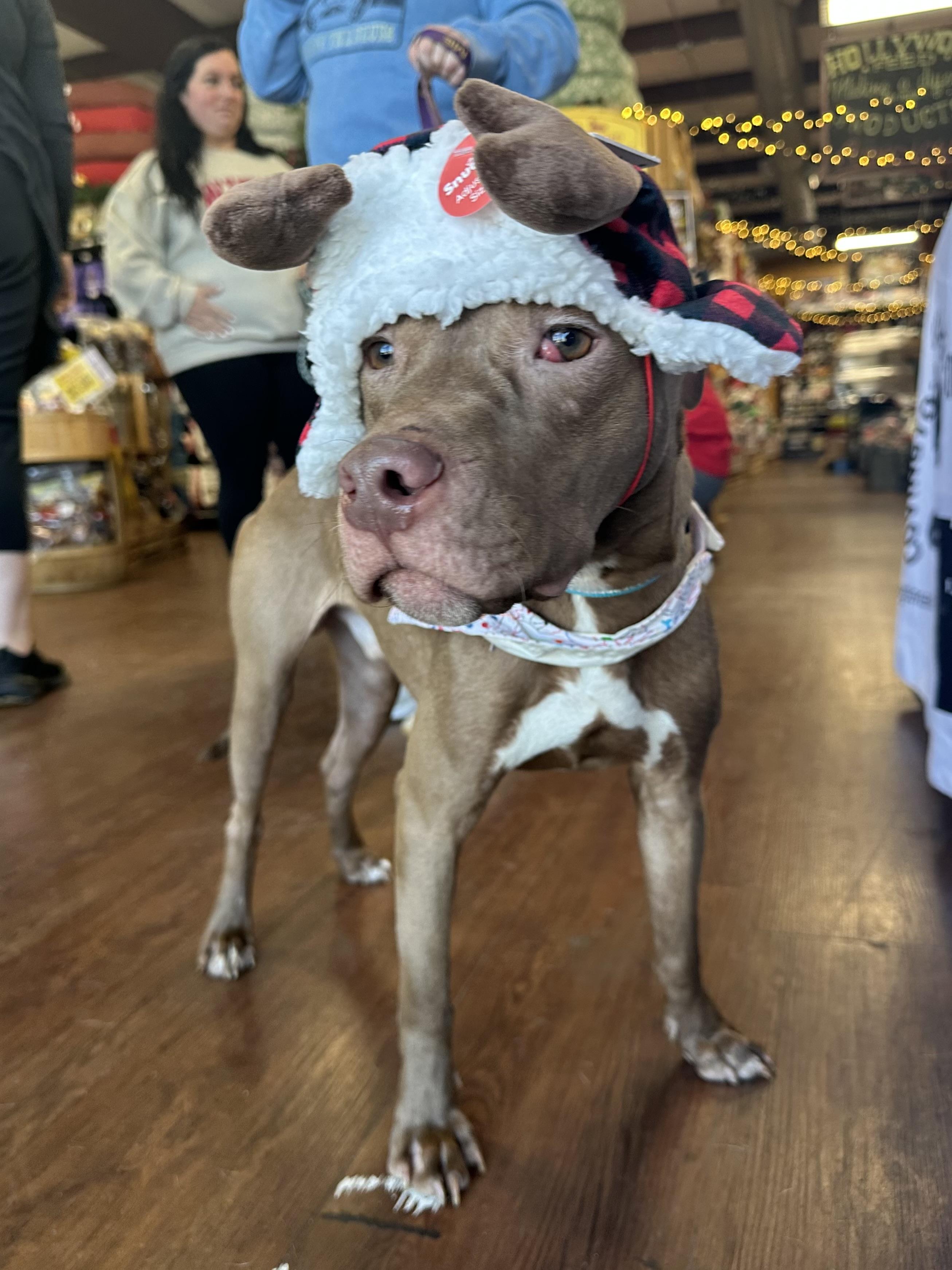 Bronx, a Adoptable Pit Bull Terrier in Covington, TN image 1/5