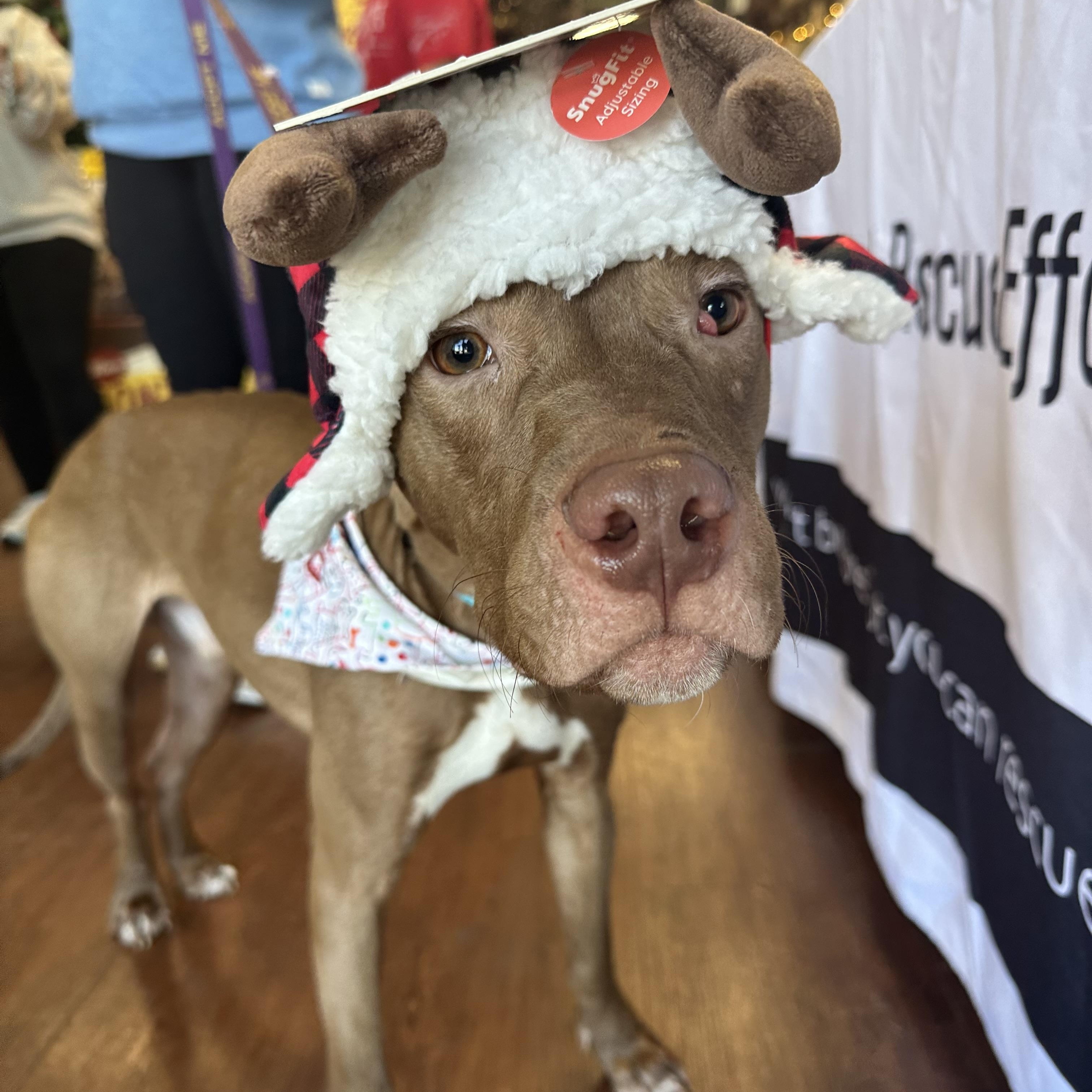 Bronx, a Adoptable Pit Bull Terrier in Covington, TN image 5/5