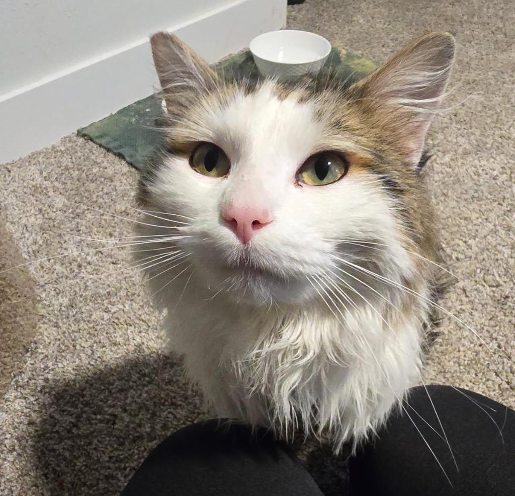 Oh Henry, a Adoptable mixed breed in Rockford, IL image 2/4