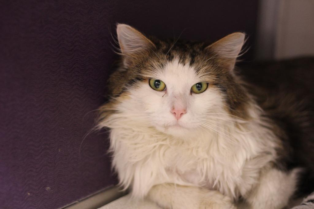 Enlarge Oh Henry, an adopted mixed breed in Rockford, IL image 1/1