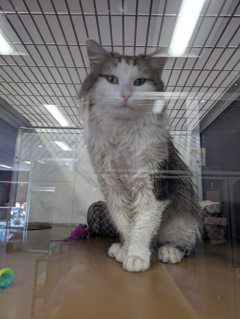 Oh Henry, a Adoptable mixed breed in Rockford, IL image 3/4