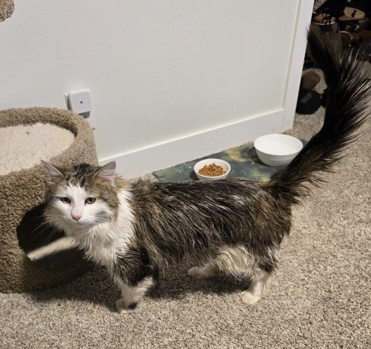 Oh Henry, a Adoptable mixed breed in Rockford, IL image 4/4