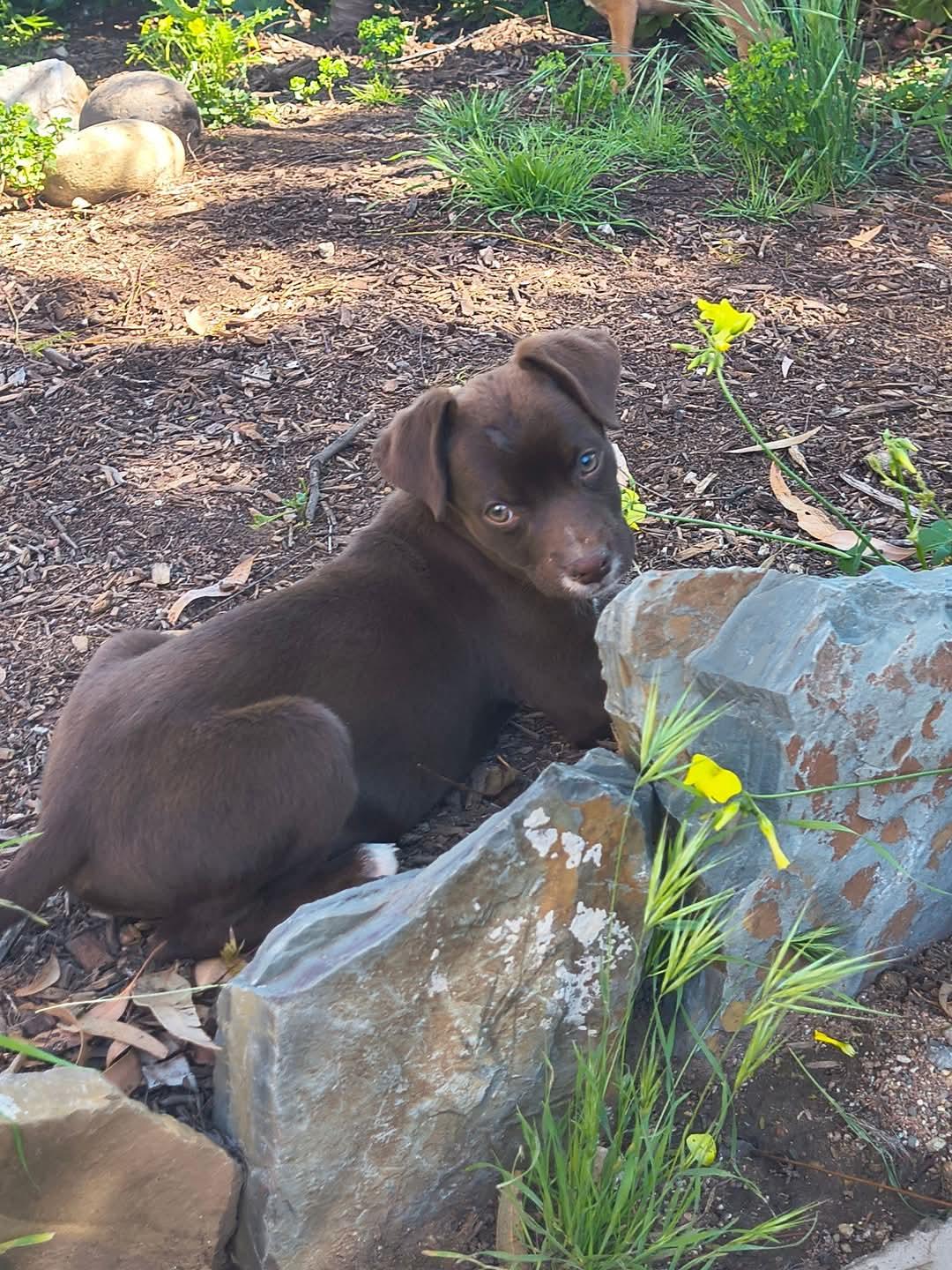 Enlarge Ariana, a Adopted mixed breed in Lake Elsinore, CA image 5/6
