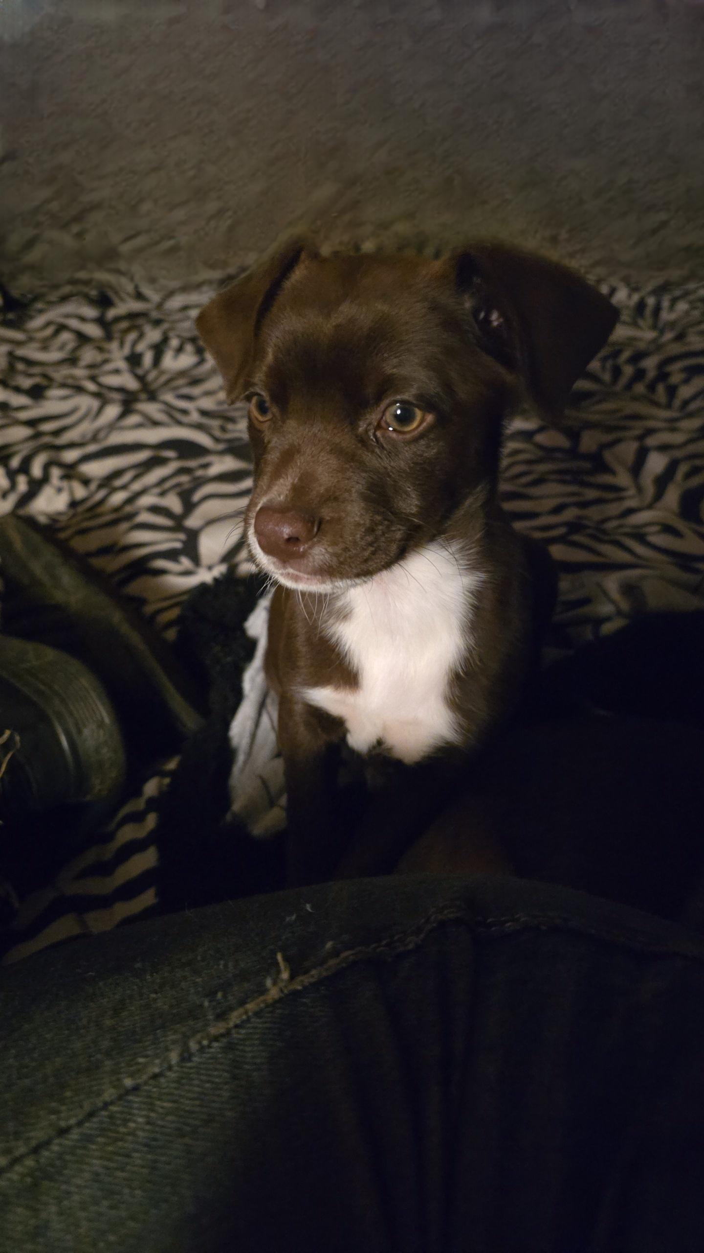 Enlarge Ariana, a Adopted mixed breed in Lake Elsinore, CA image 3/6