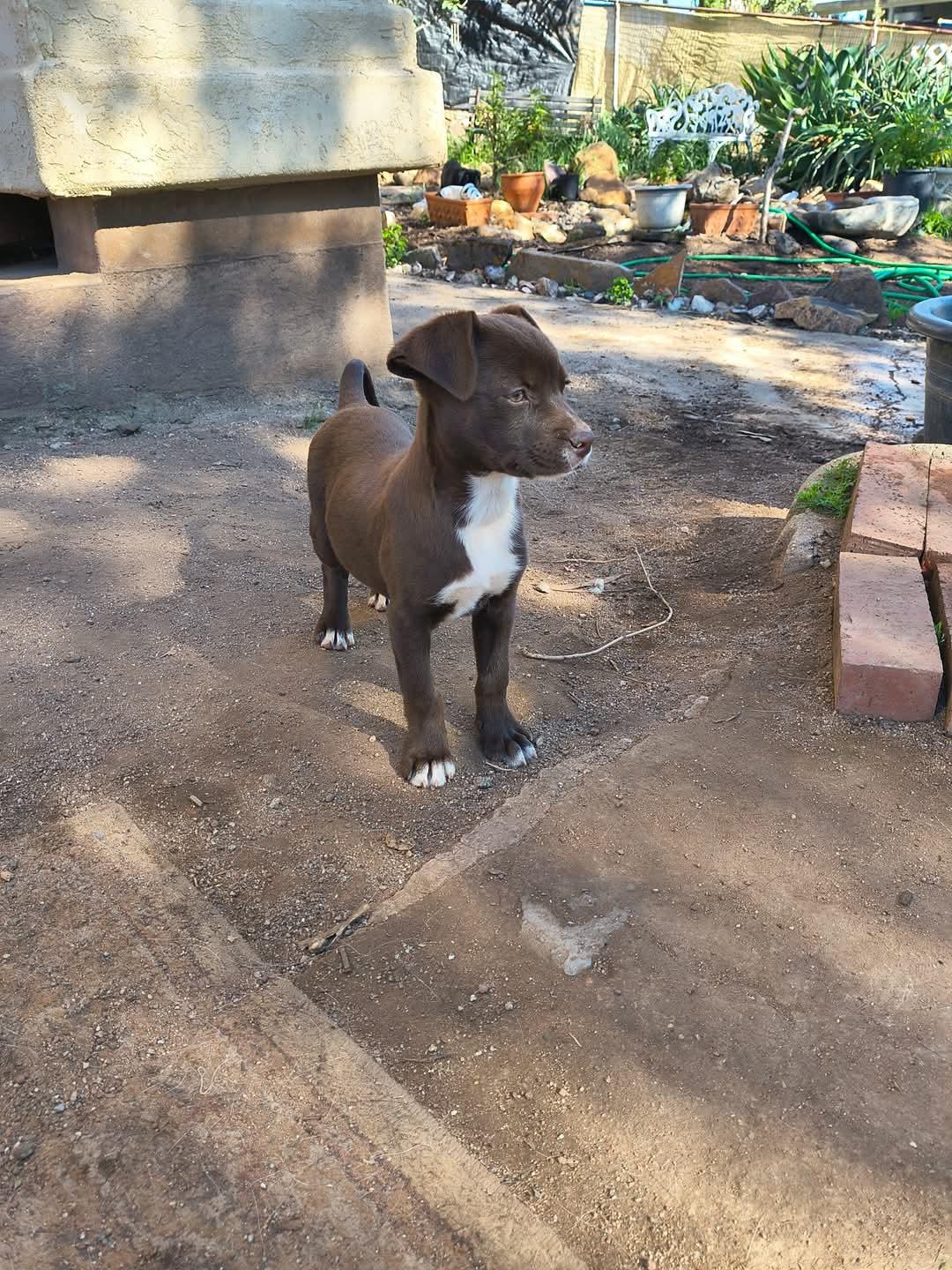 Enlarge Ariana, a Adopted mixed breed in Lake Elsinore, CA image 2/6