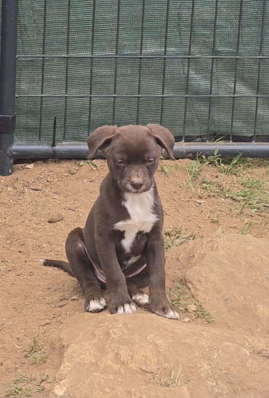 Enlarge Ariana, a Adopted mixed breed in Lake Elsinore, CA image 1/6