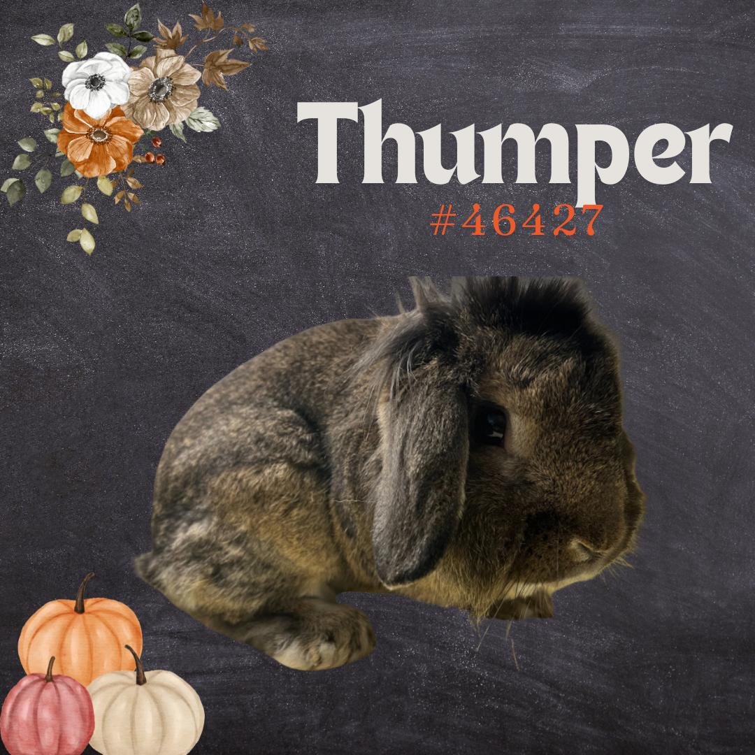 Thumper, an adopted Bunny Rabbit in Randleman, NC_image-1
