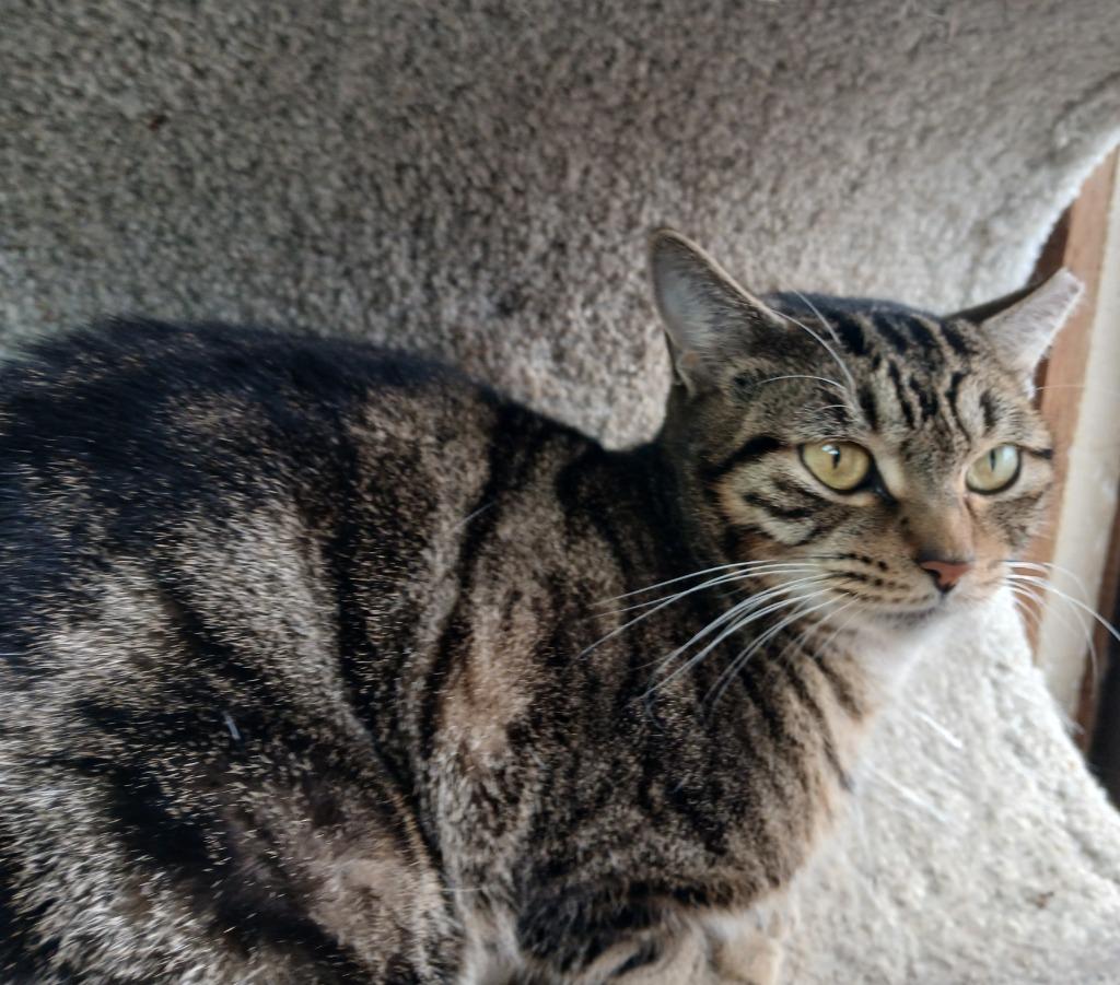 Lily, Adoptable, Young Female Domestic Short Hair.