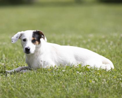 Huxley, ADOPTABLE, Young Male Mixed Breed.