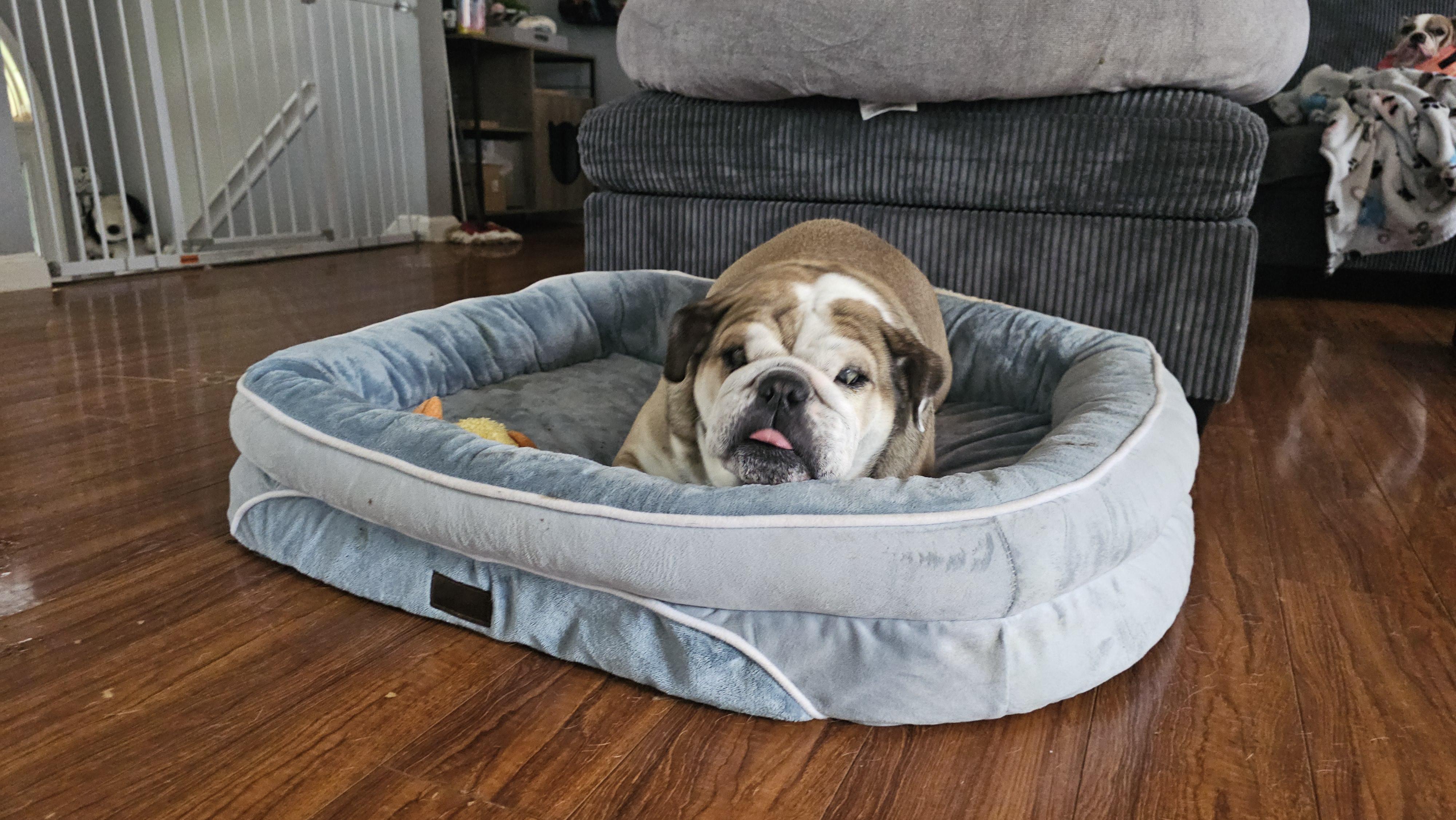 Juicy fruit, a Adoptable English Bulldog in Antioch, TN image 1/5