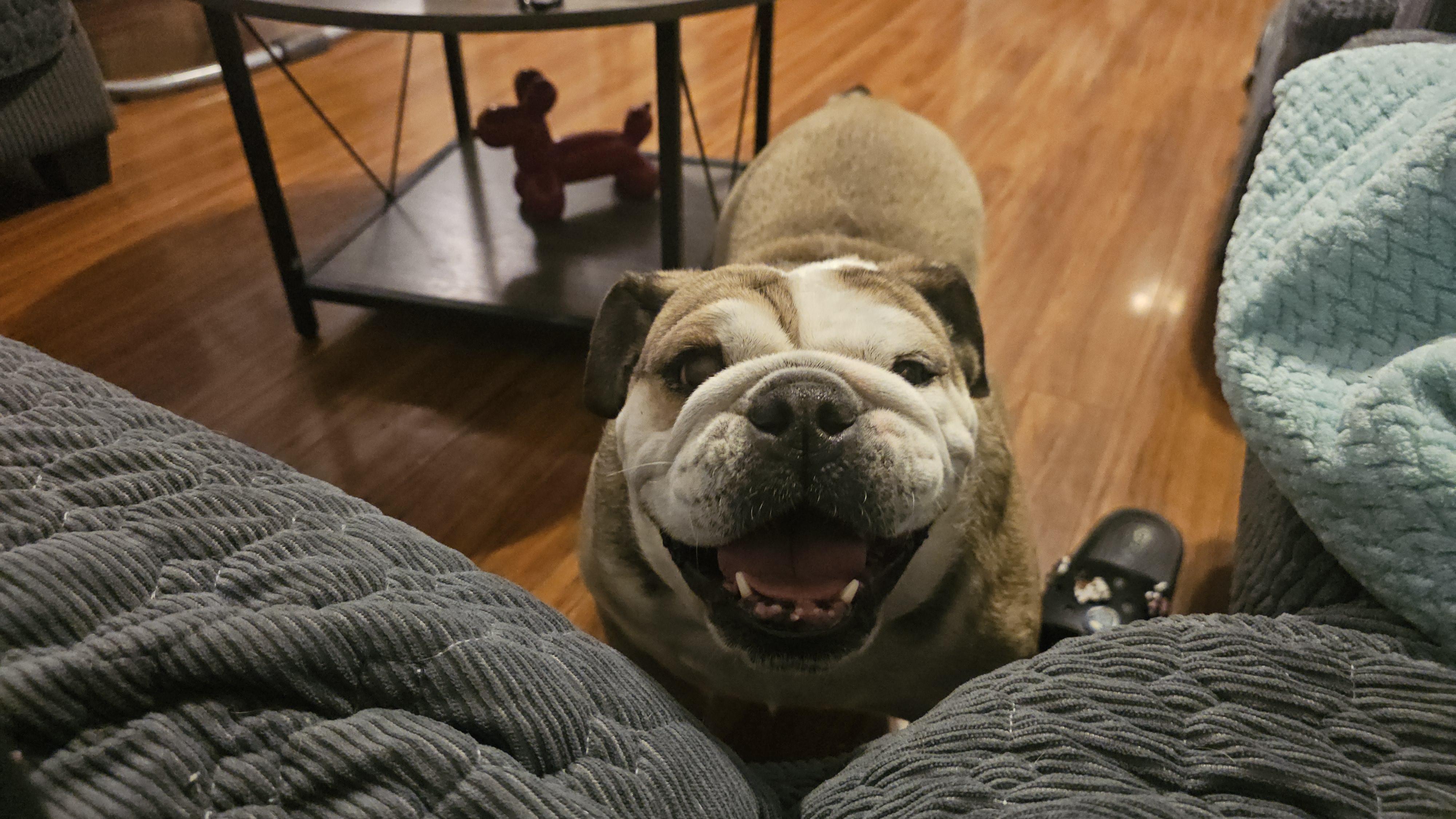 Juicy fruit, a Adoptable English Bulldog in Antioch, TN image 2/5