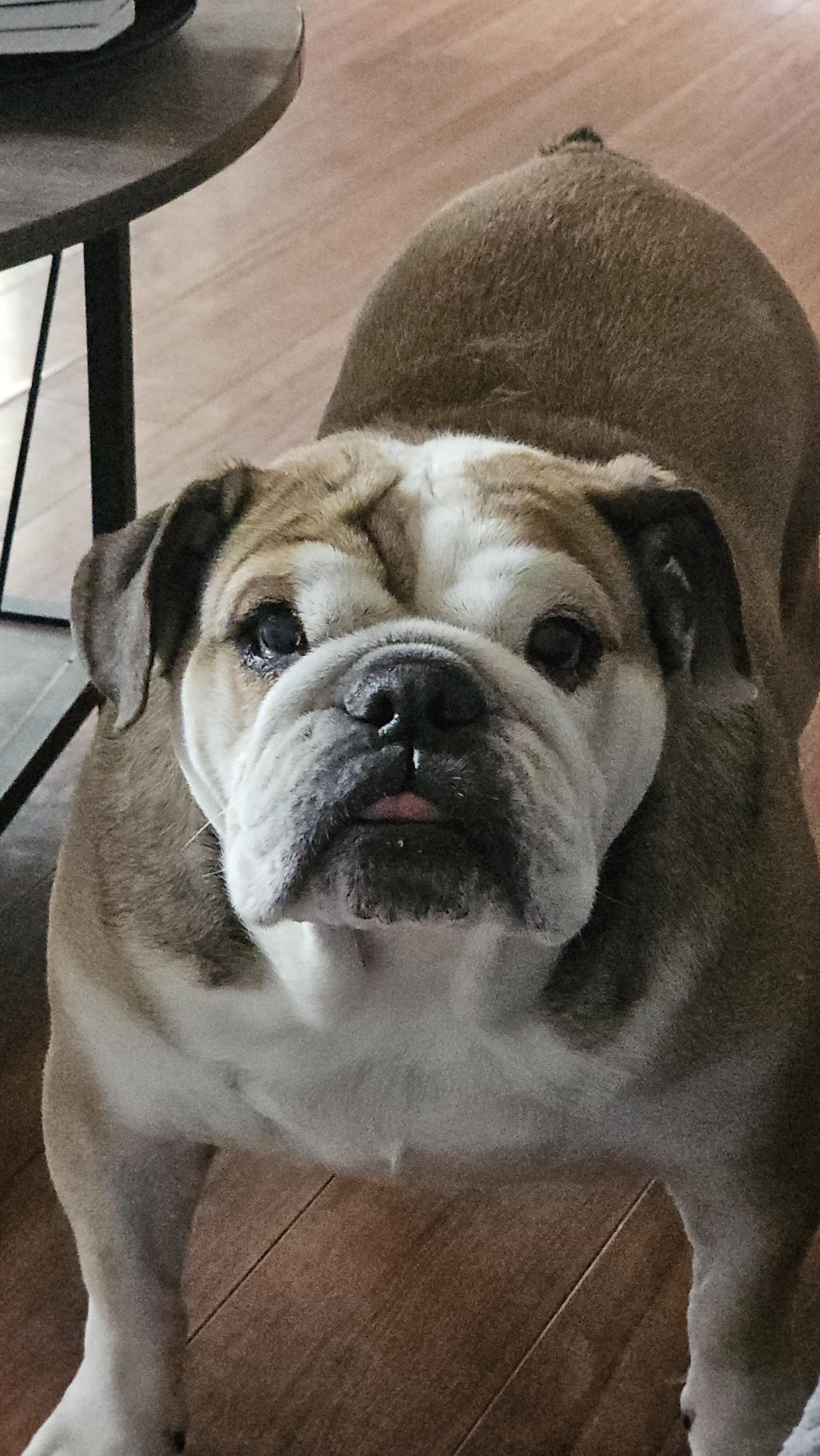 Juicy fruit, a Adoptable English Bulldog in Antioch, TN image 3/5