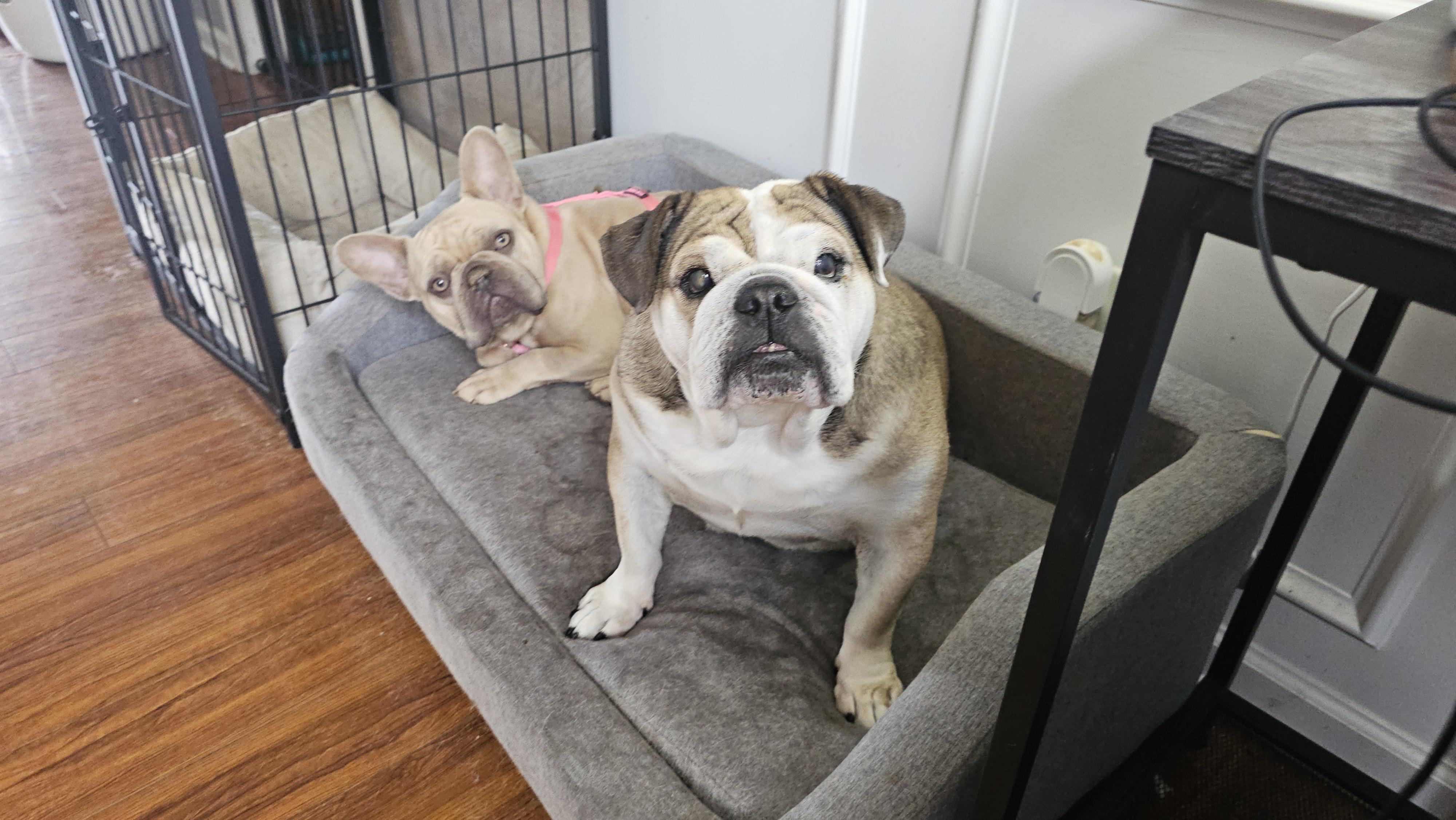 Juicy fruit, a Adoptable English Bulldog in Antioch, TN image 4/5