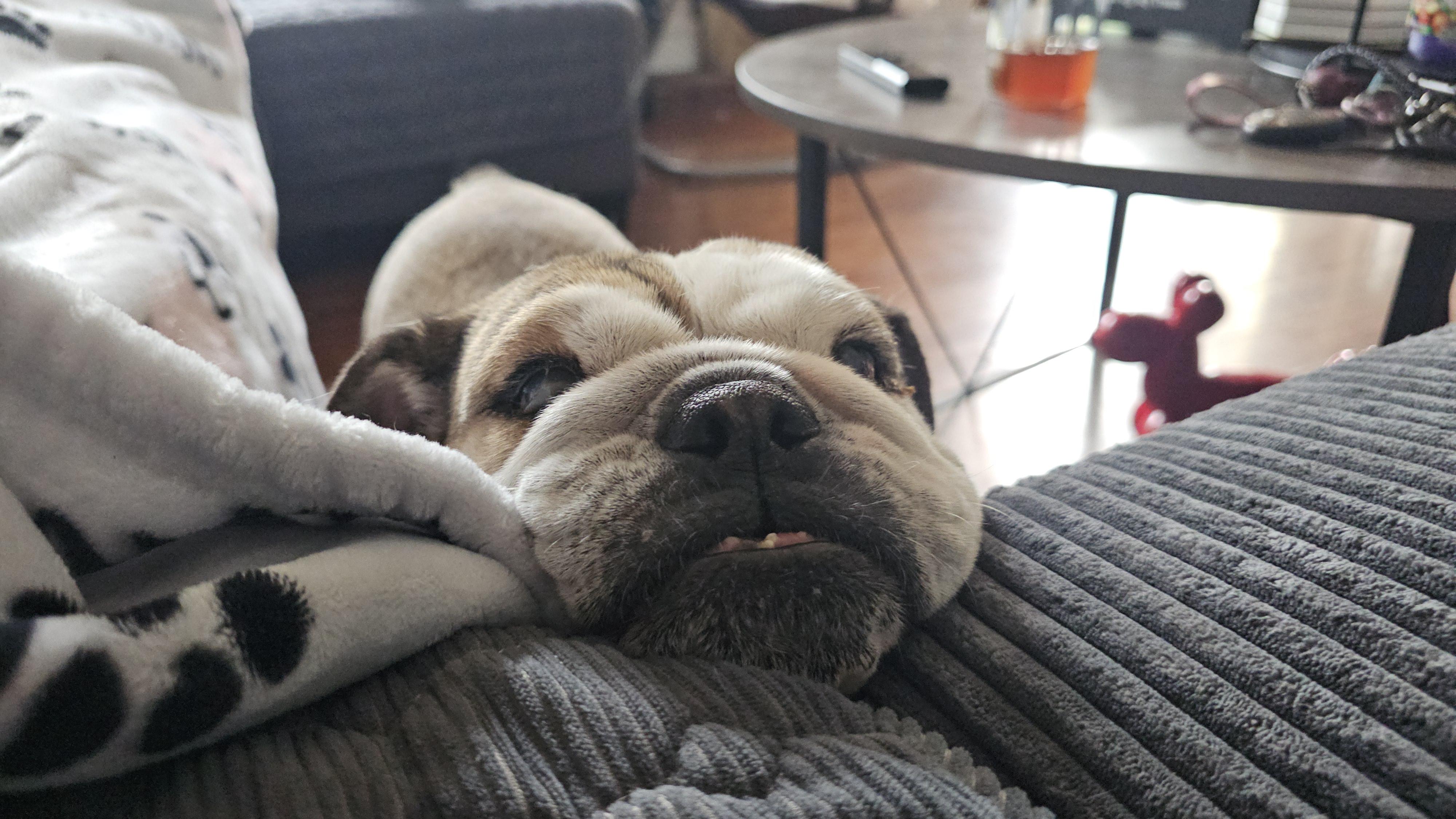 Juicy fruit, a Adoptable English Bulldog in Antioch, TN image 5/5