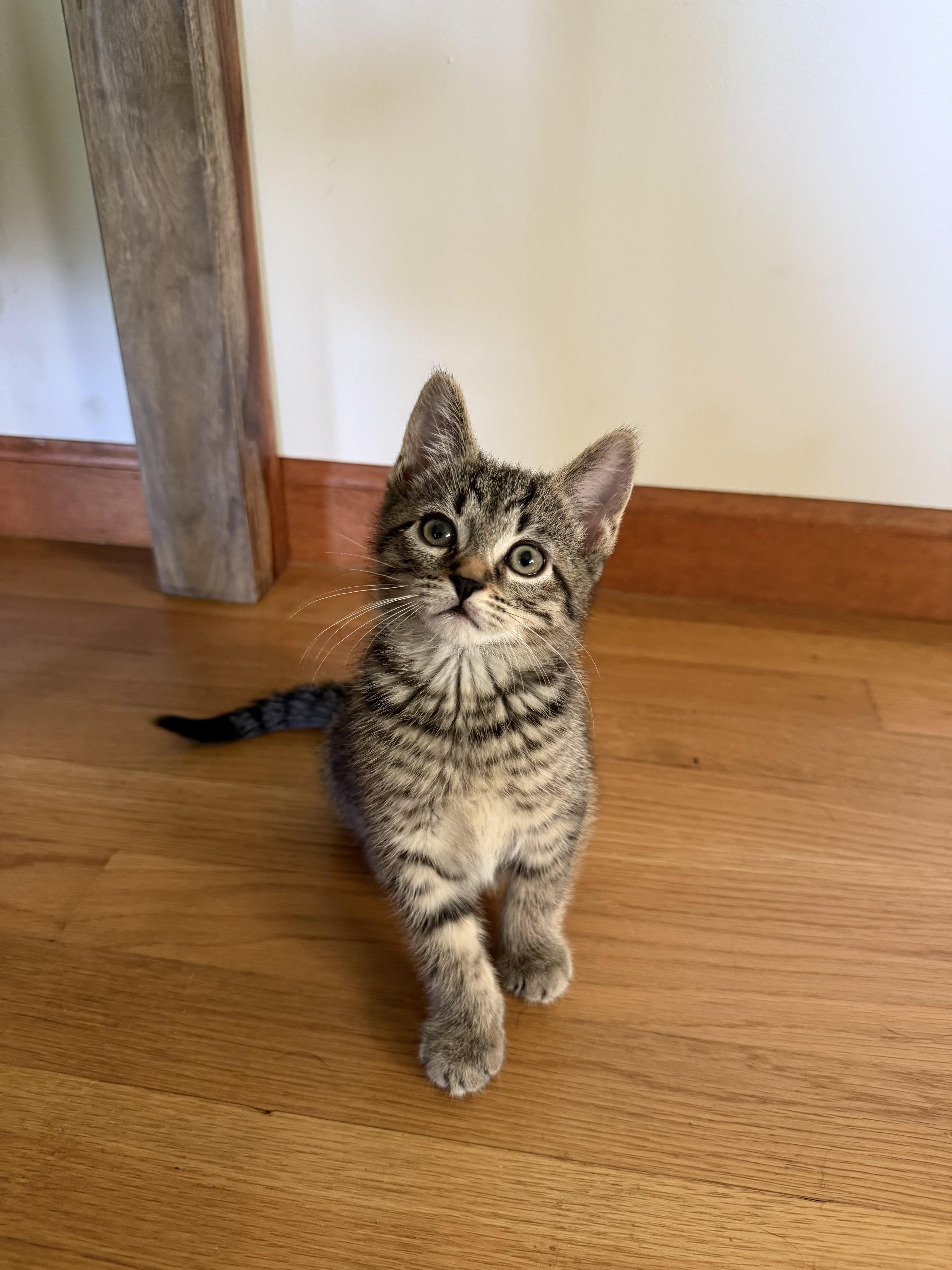 Enlarge Kittens-Captain, Coco & Popeye, a ADOPTABLE Tiger in Granby, CT image 4/4