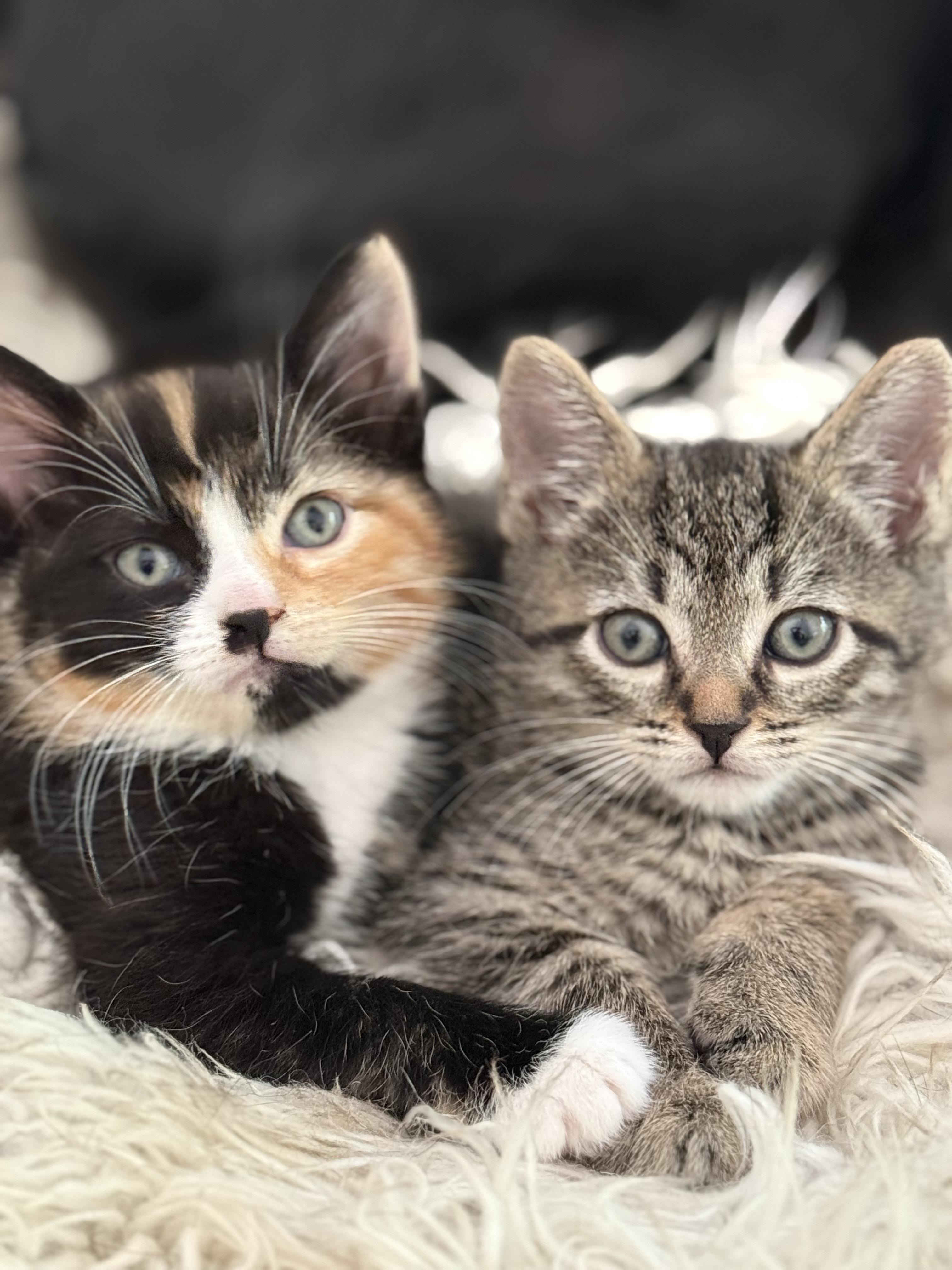 Kittens-Captain, Coco & Popeye, ADOPTABLE, Kitten Male Tiger.