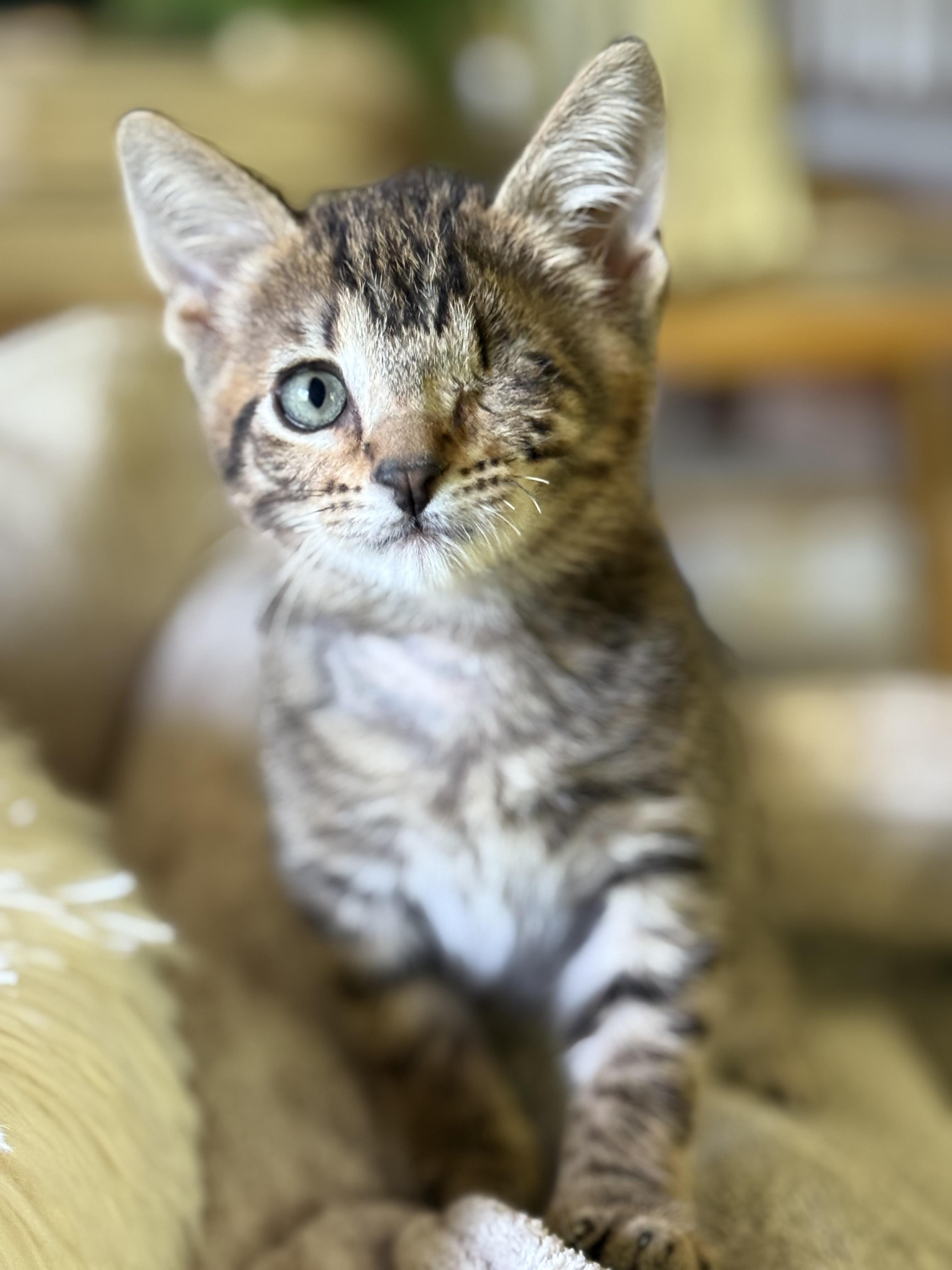 Enlarge Kittens-Captain, Coco & Popeye, a ADOPTABLE Tiger in Granby, CT image 2/4