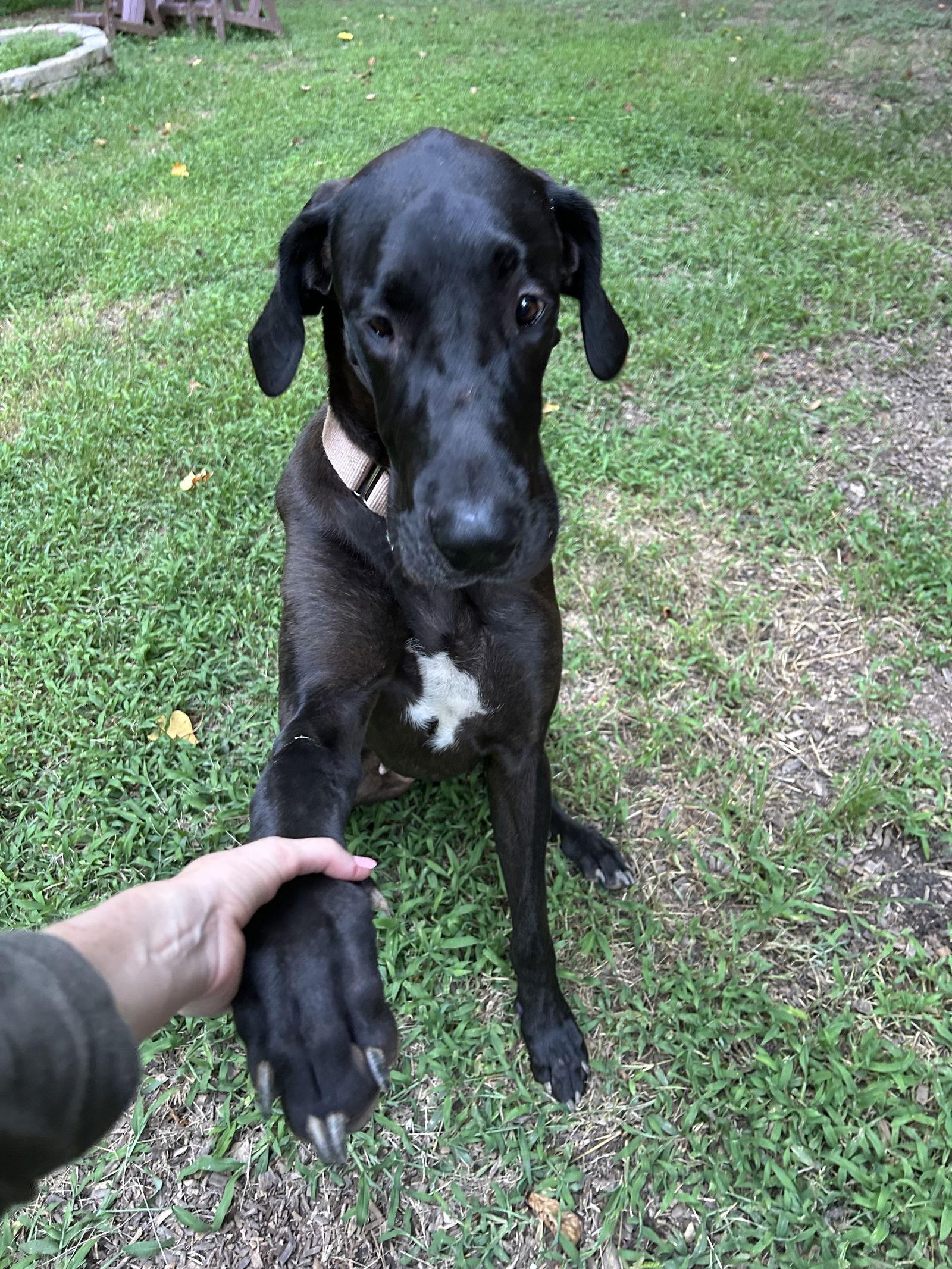 Sassy, Adopted, Young Female Great Dane.